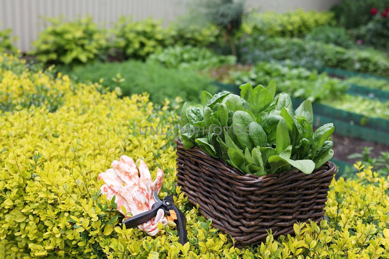 Green juicy fresh raw spinach in a wicker basket in the vegetable garden on a background of greenery. secateurs and gardening gloves lie next to the basket. Gardening concept. Organic superfood. Nutrition and treatment. Vitamins and minerals. Vegan food.