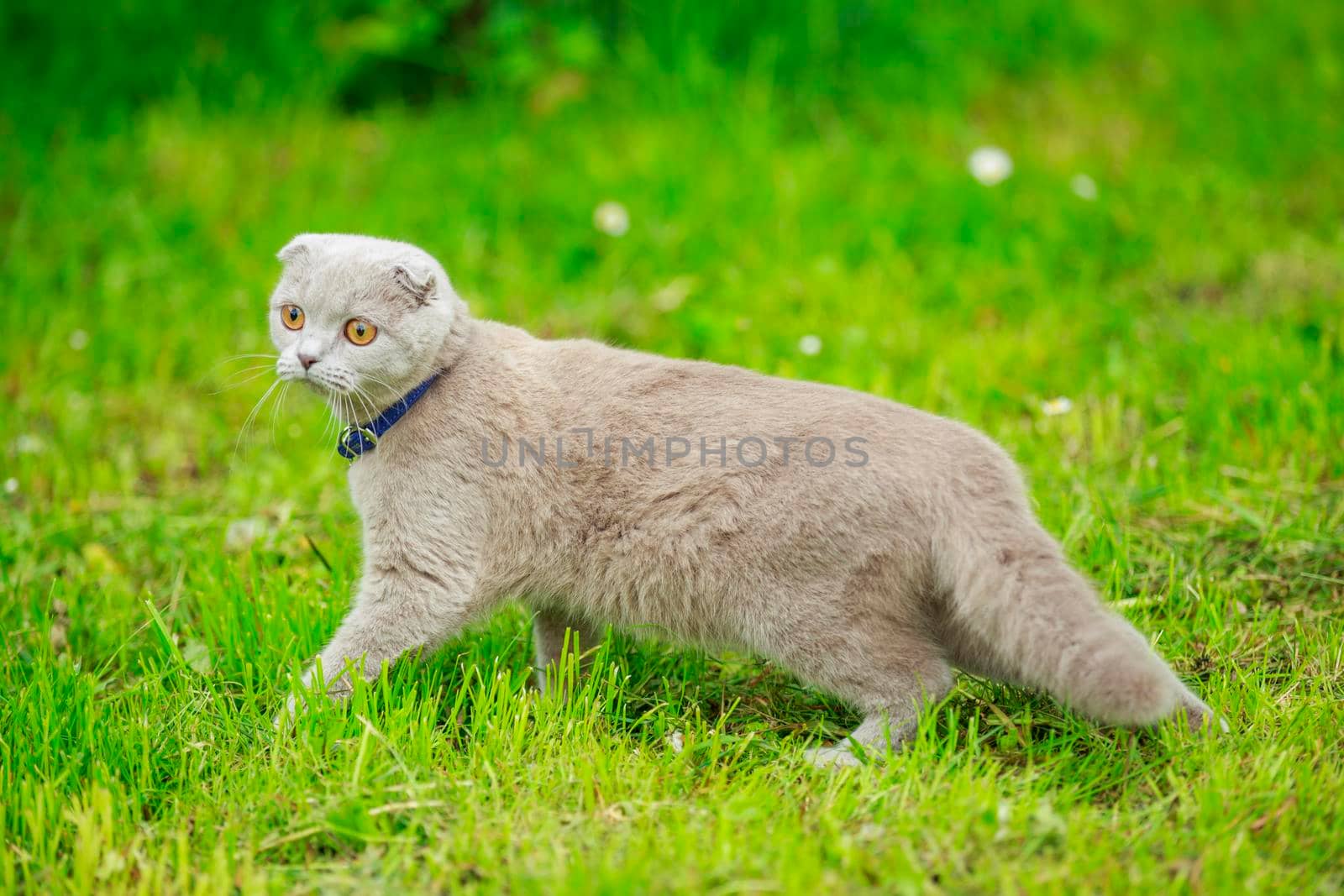 Fold cat walks on the lawn