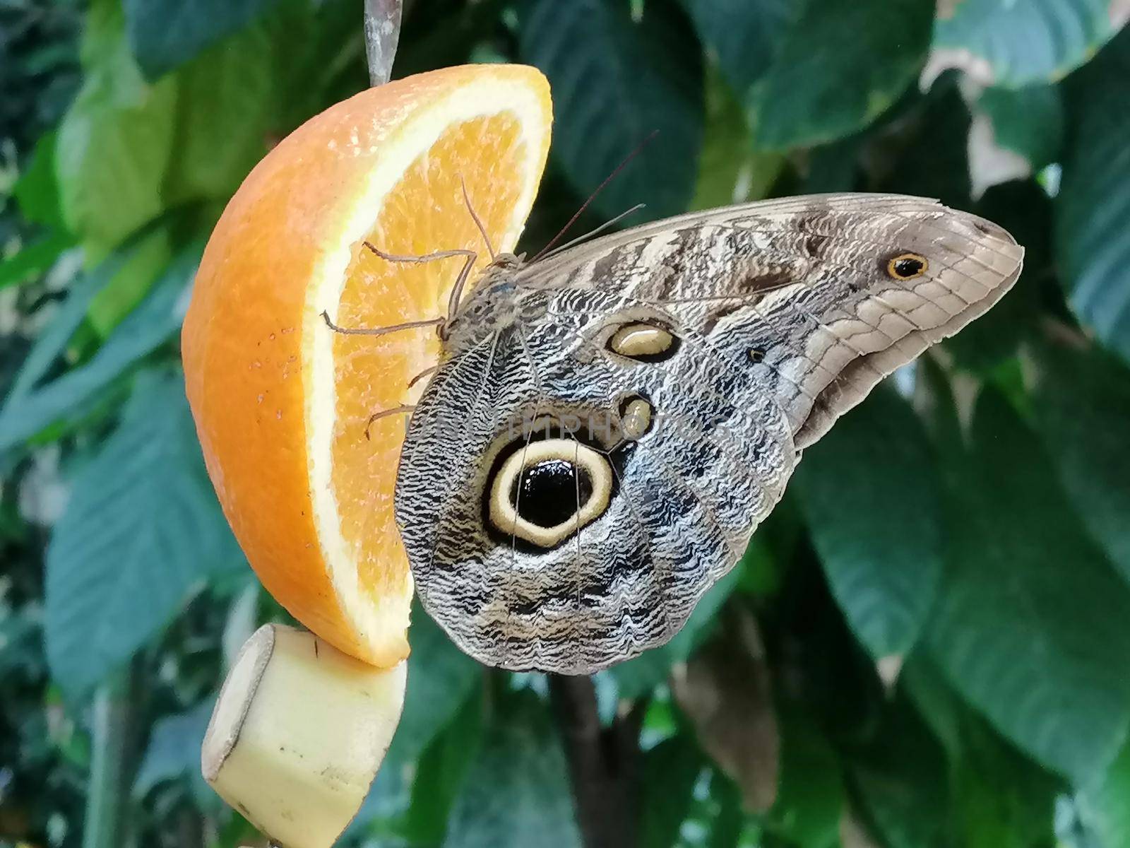 closeup of a snake-eye butterfly sitting on orange by Lenkapenka
