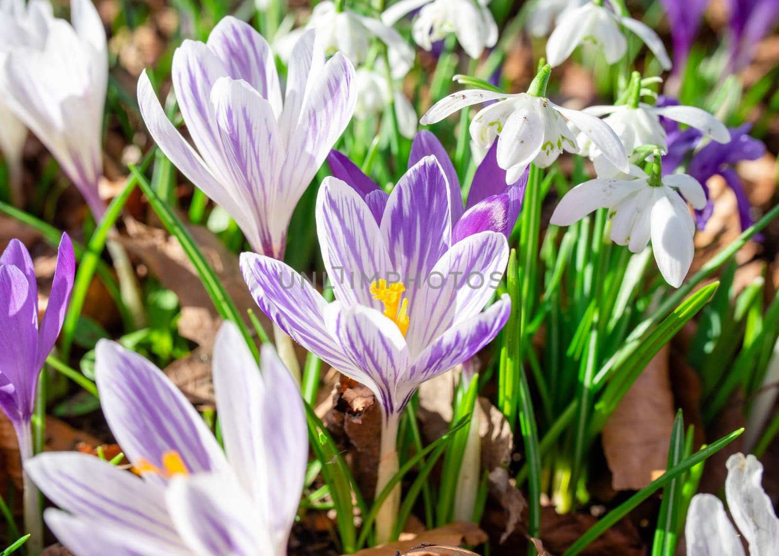 Beautiful crocuses on green grass on the sunny spring day. High quality photo by Iryna_Melnyk