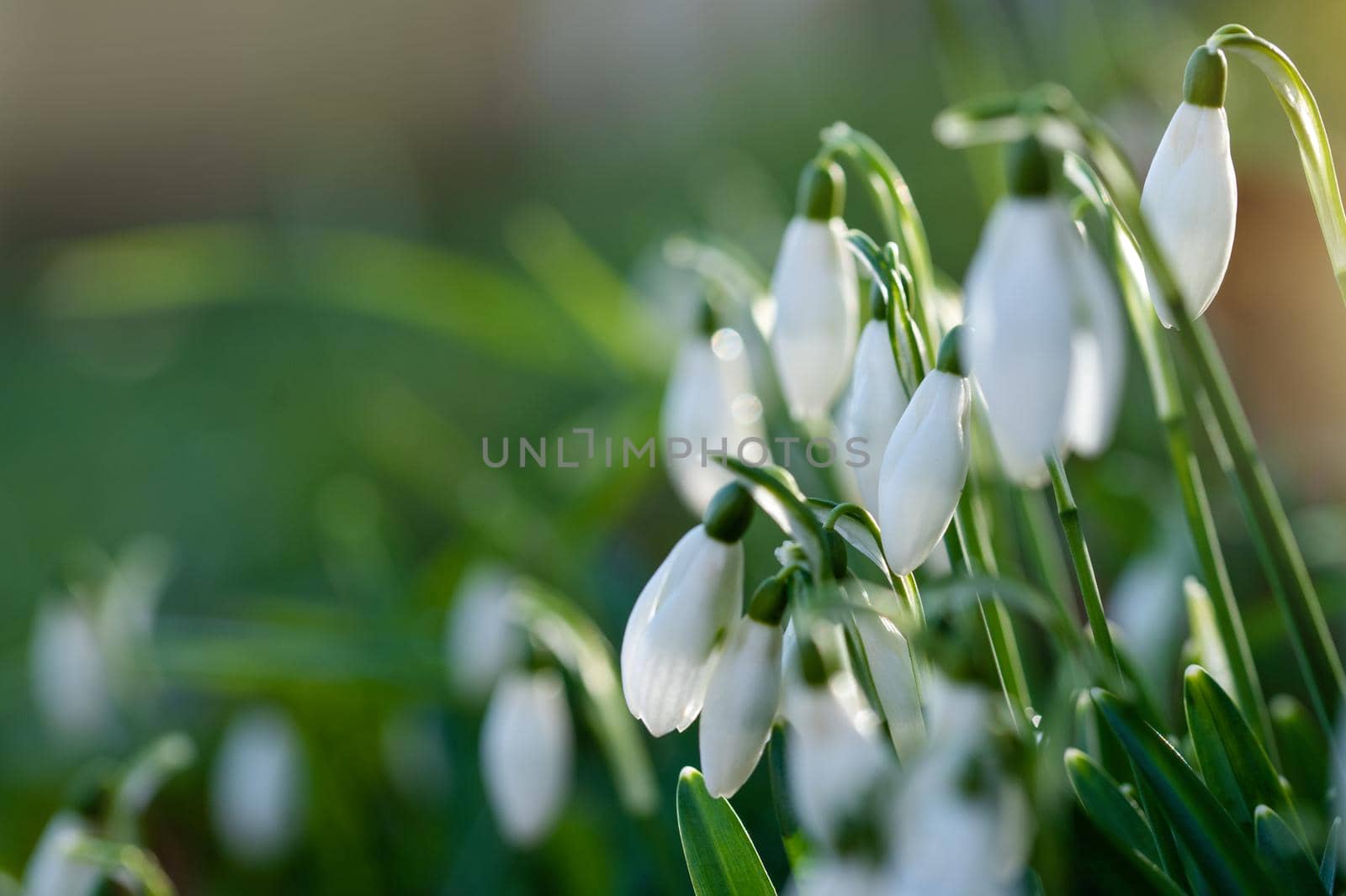 white snowdrops on green grass on a spring sunny day. Space for text. High quality photo by Iryna_Melnyk