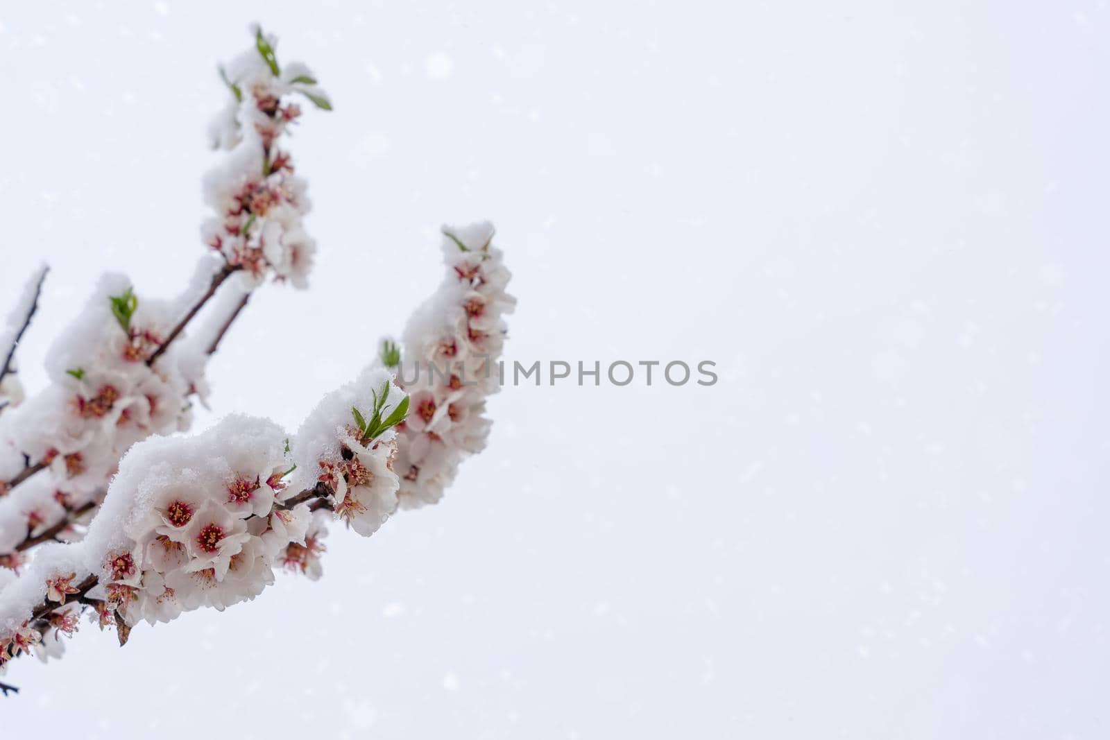 Flowers of the almond tree in the snow on snowing spring day. Beautiful nature scene with blooming tree and sun flare. Spring flowers. Springtime