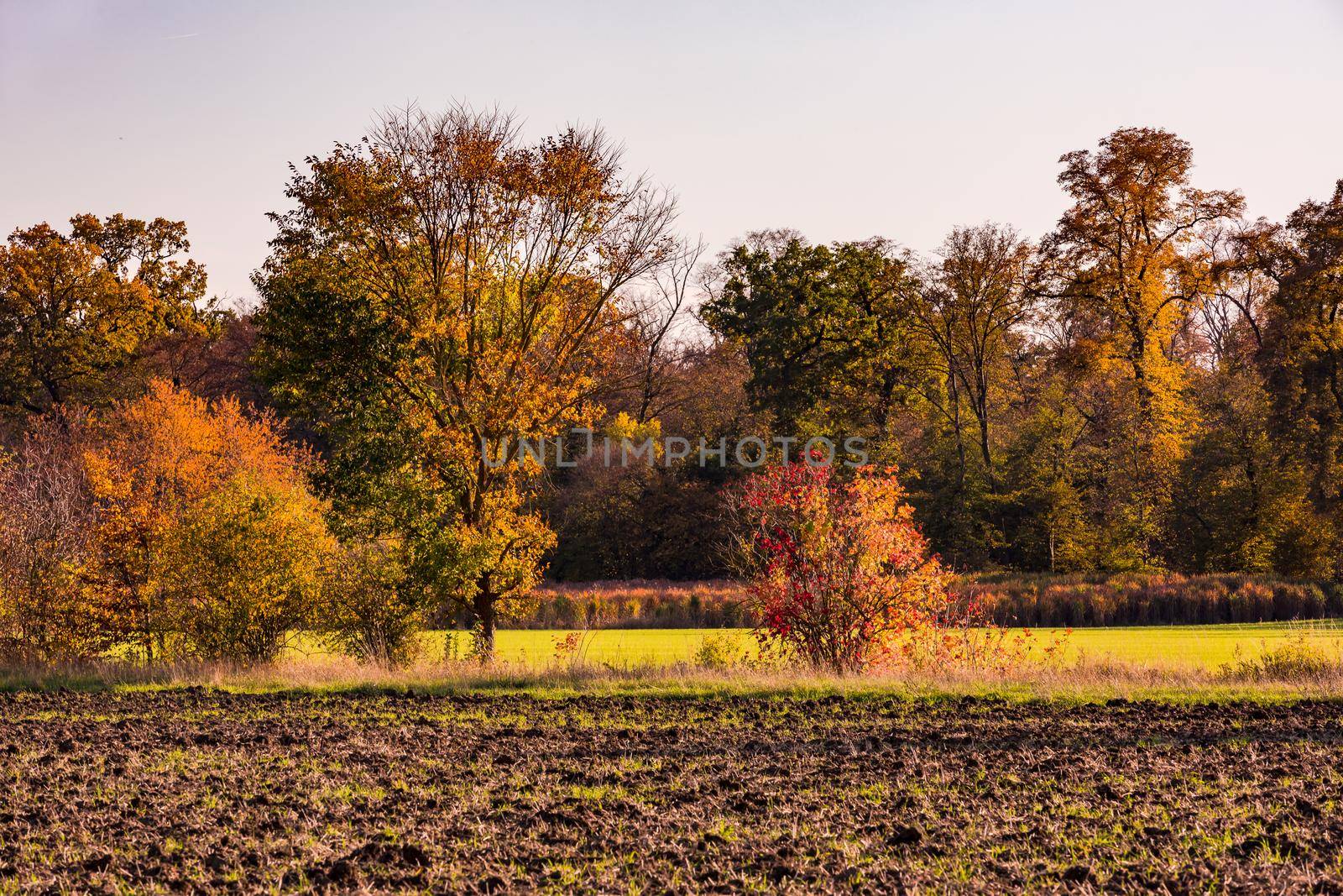 The lonely nature with many colored leaves on the ground in an autumn mood in Germany