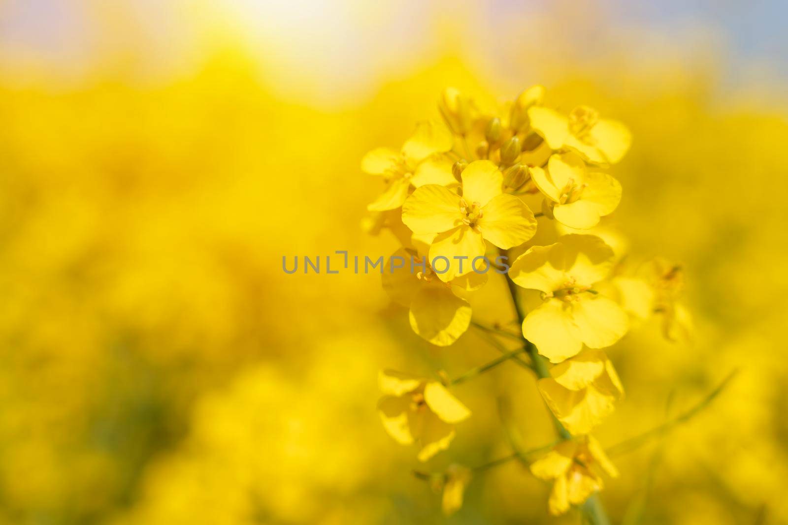 rapeseed flower on a rapeseed field background Space for text by Iryna_Melnyk