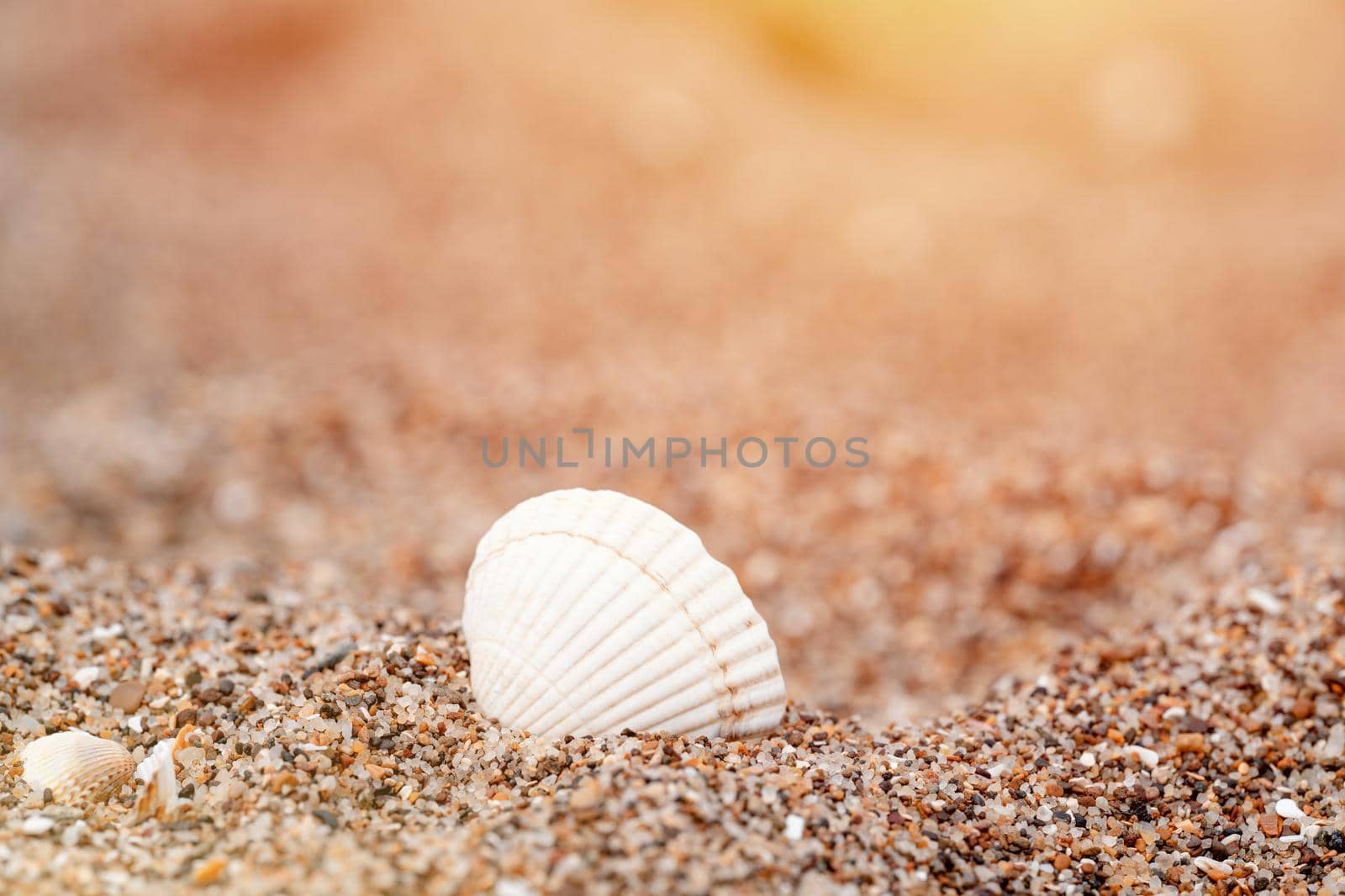 shell on the beach against sea at sunset by Iryna_Melnyk