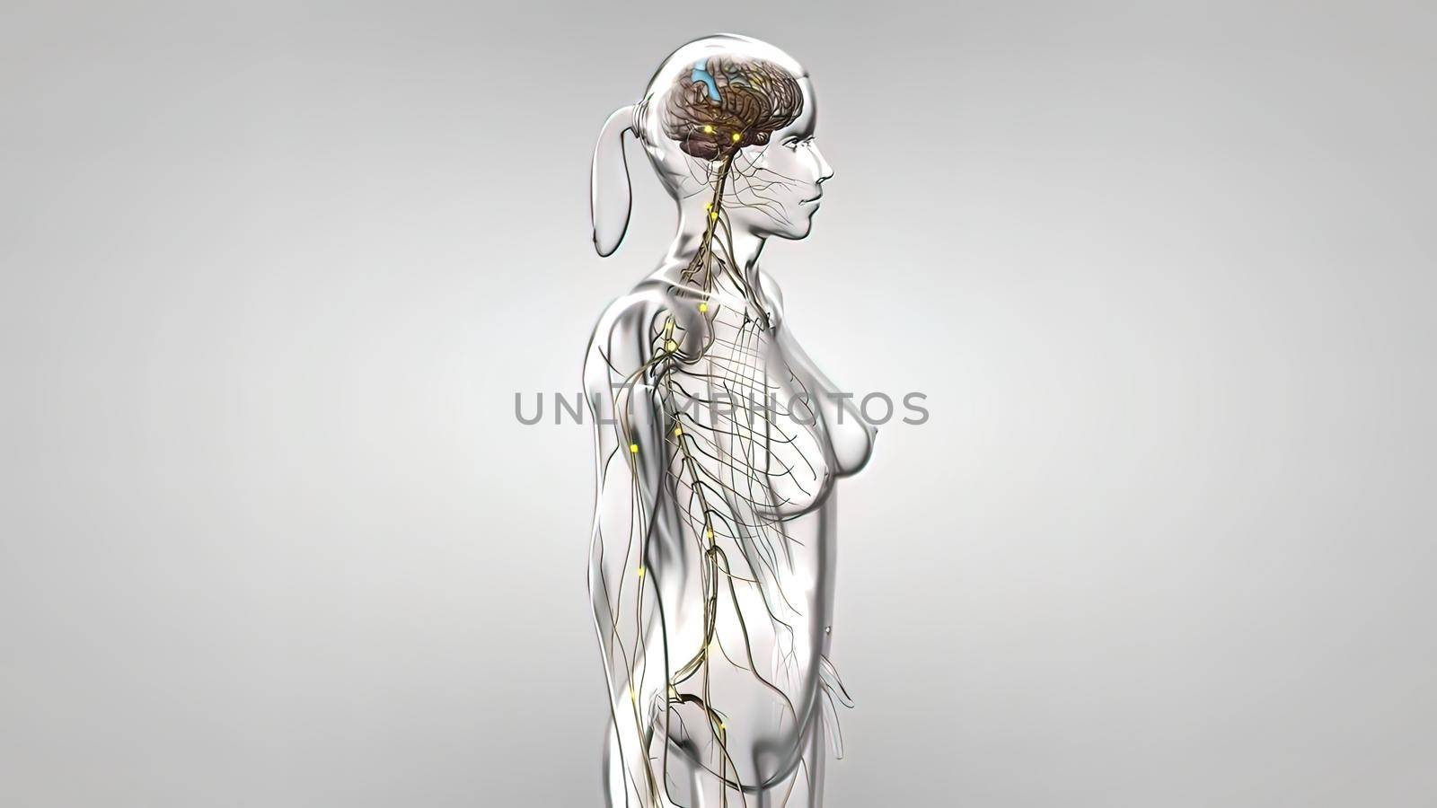 The Human nervous system 3d medical by creativepic