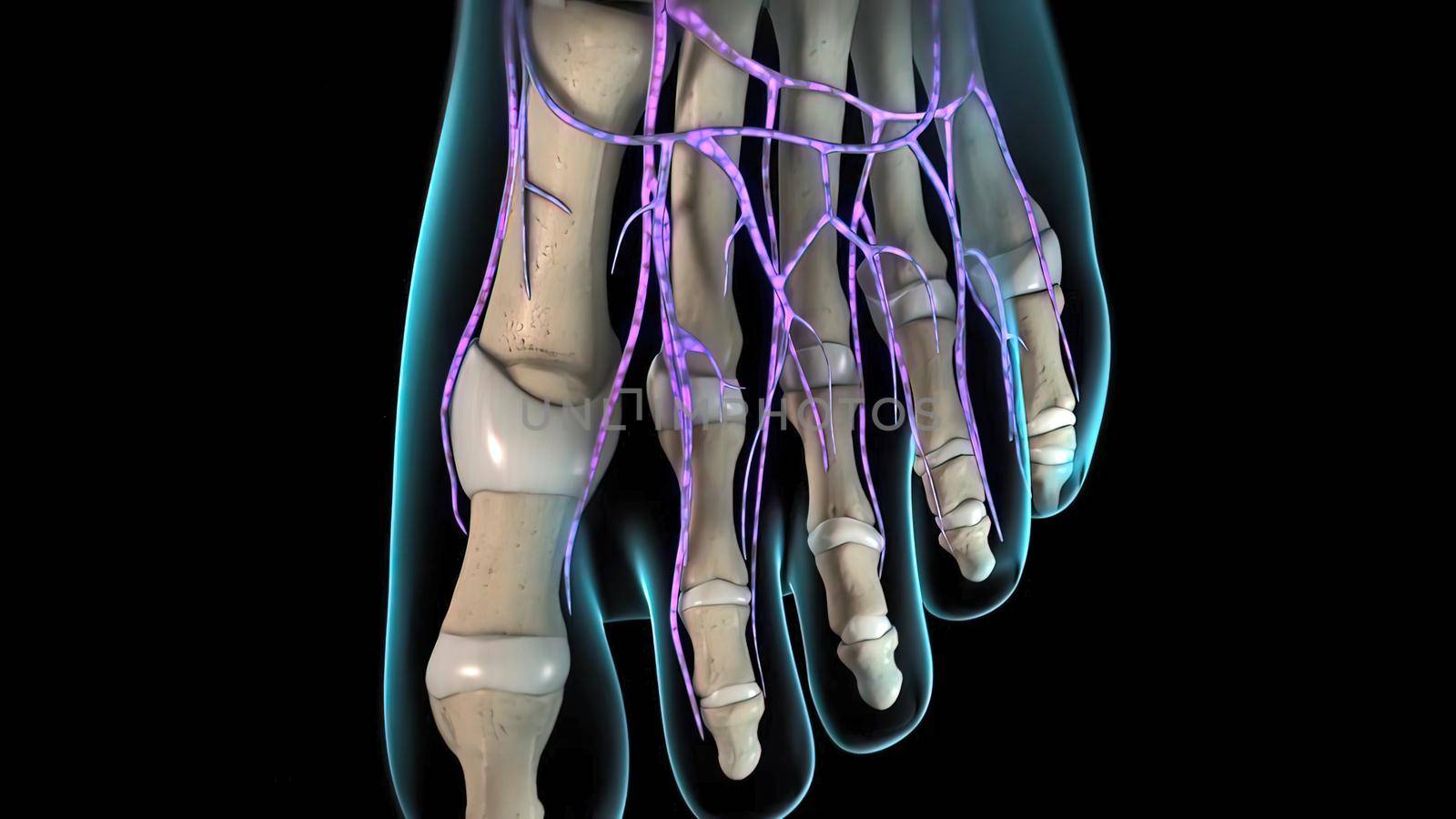Nerve endings in the toes 3d illustration