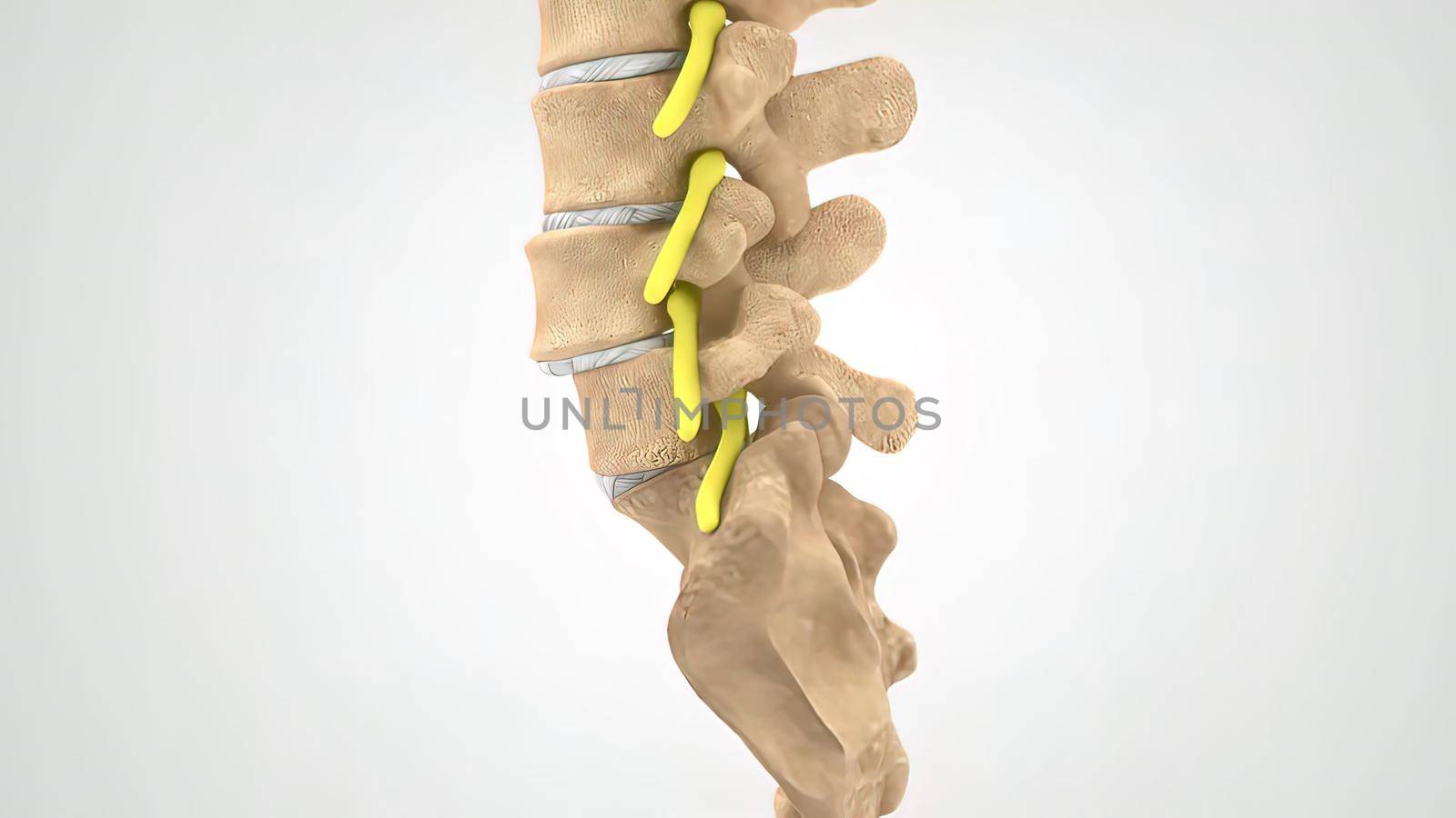 Human spine in details: Vertebra, bone marrow, disc and nerves by creativepic