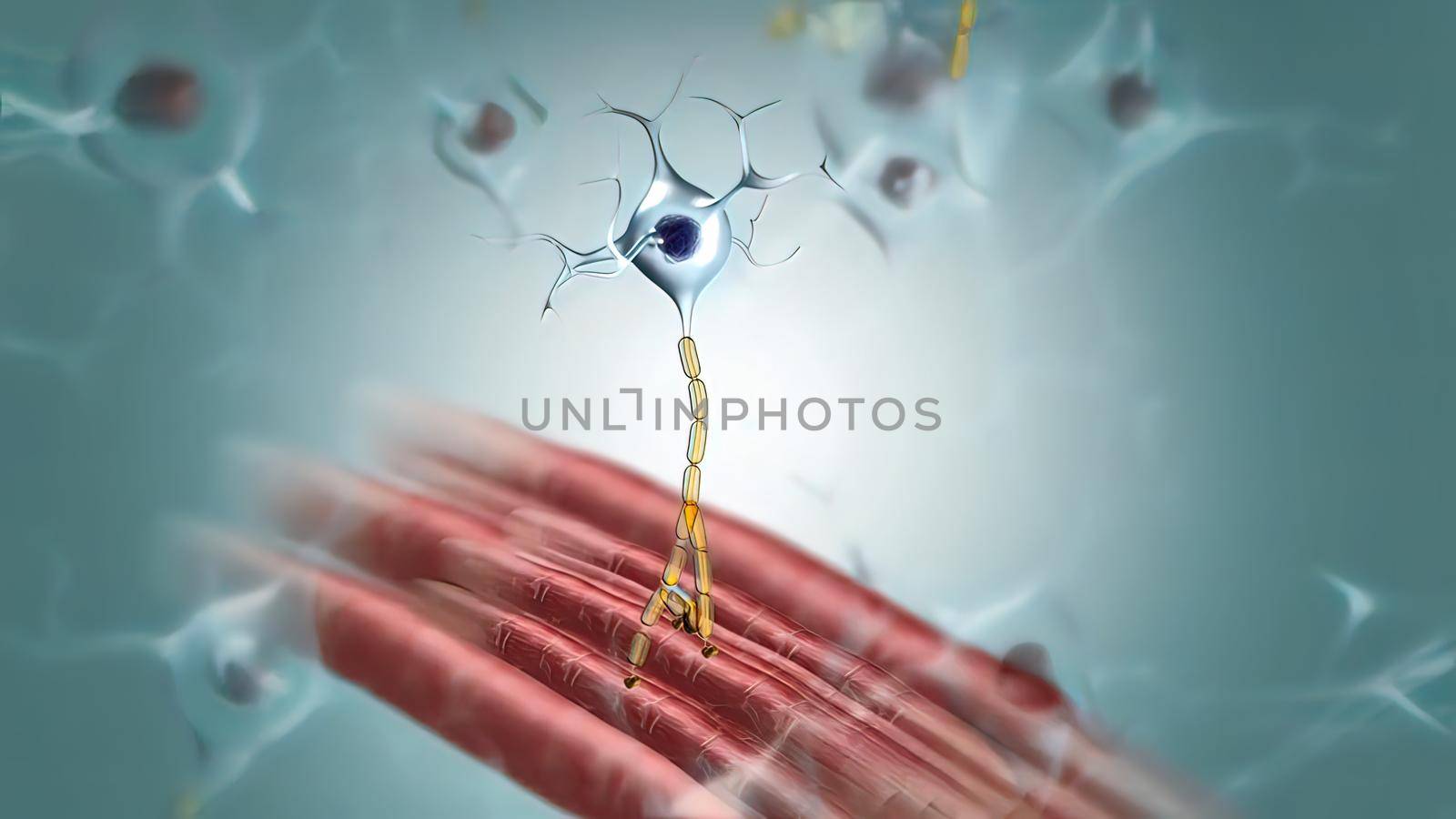 Motor Neuron and Muscle Relationships by creativepic