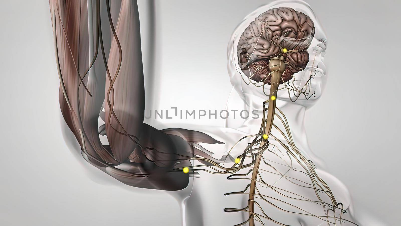 Human nervous system, system that conducts stimuli from sensory receptors to the brain and spinal cord and conducts impulses back to other parts of the body. 3d illustration