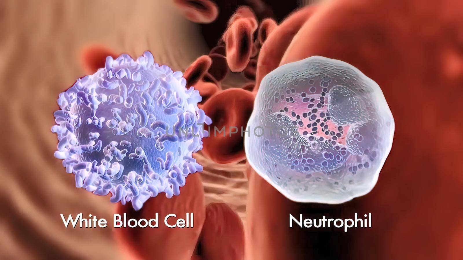 3d of a white blood cell neutrophil by creativepic