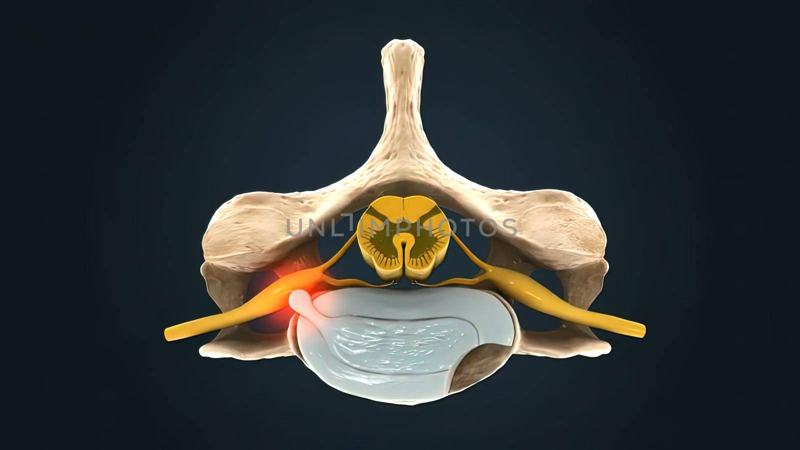 Human Spine In Details: Vertebra, Bone Marrow, Disc And Nerves 3d illustration