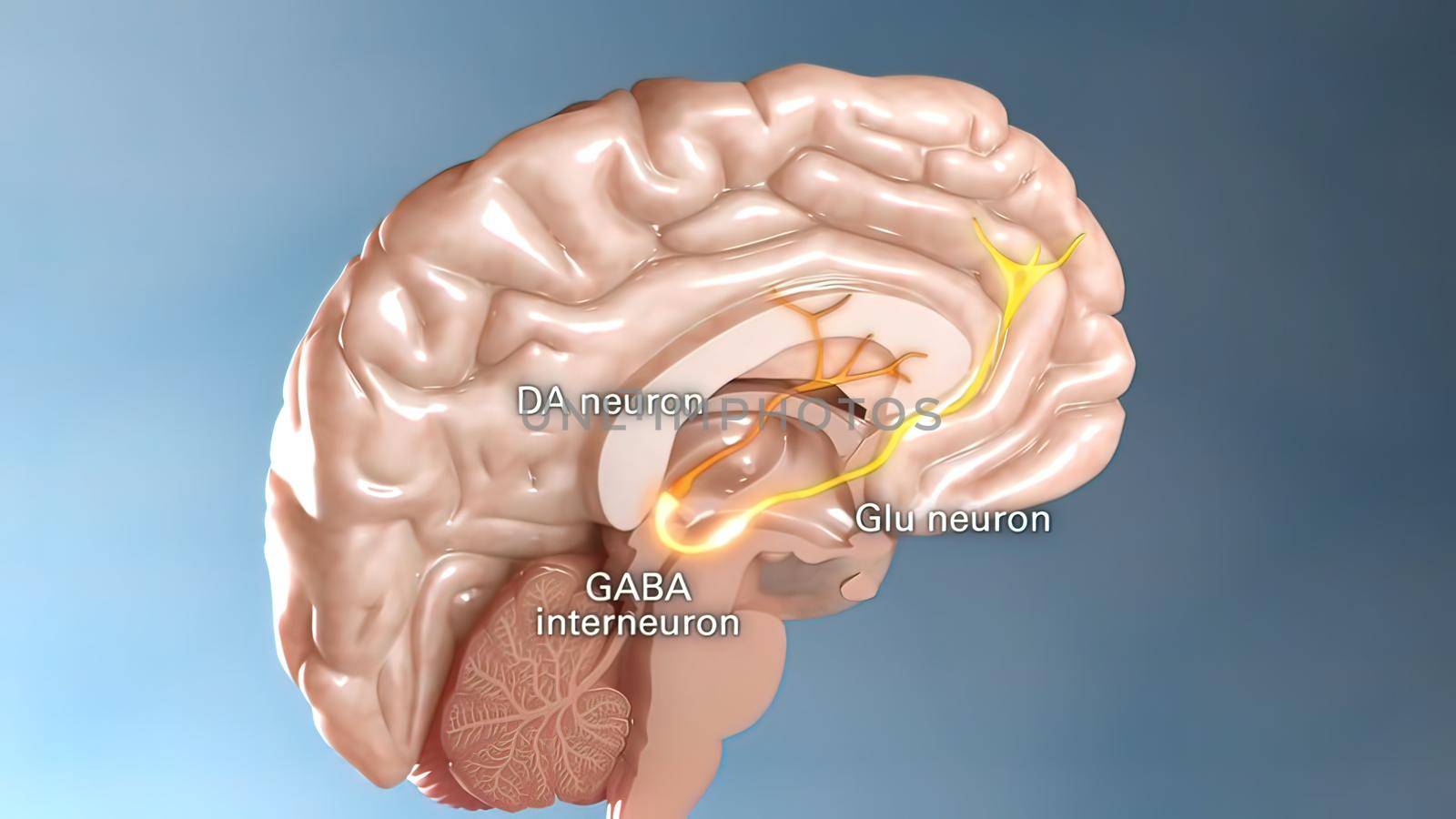 an organ of soft nervous tissue contained in the skull of vertebrates, functioning as the coordinating center of sensation and intellectual and nervous activity. 3d illustration