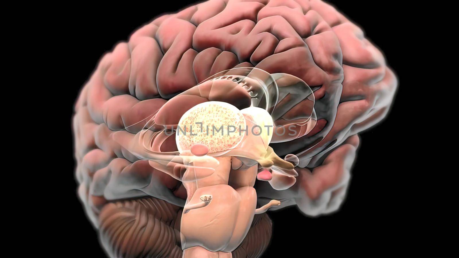 Nerves that reach the brain 3d , medical illustration.