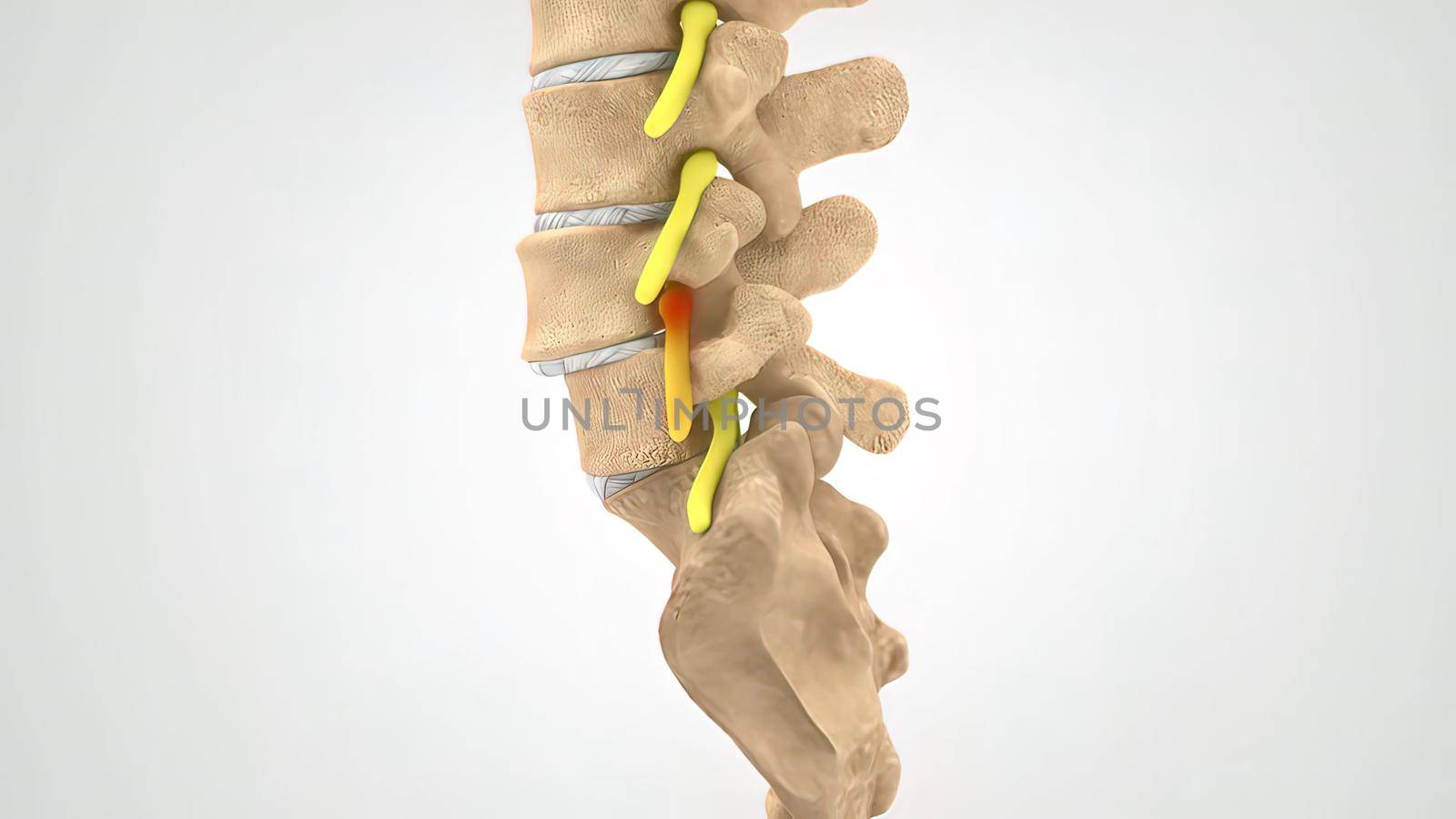 Human spine in details: Vertebra, bone marrow, disc and nerves by creativepic
