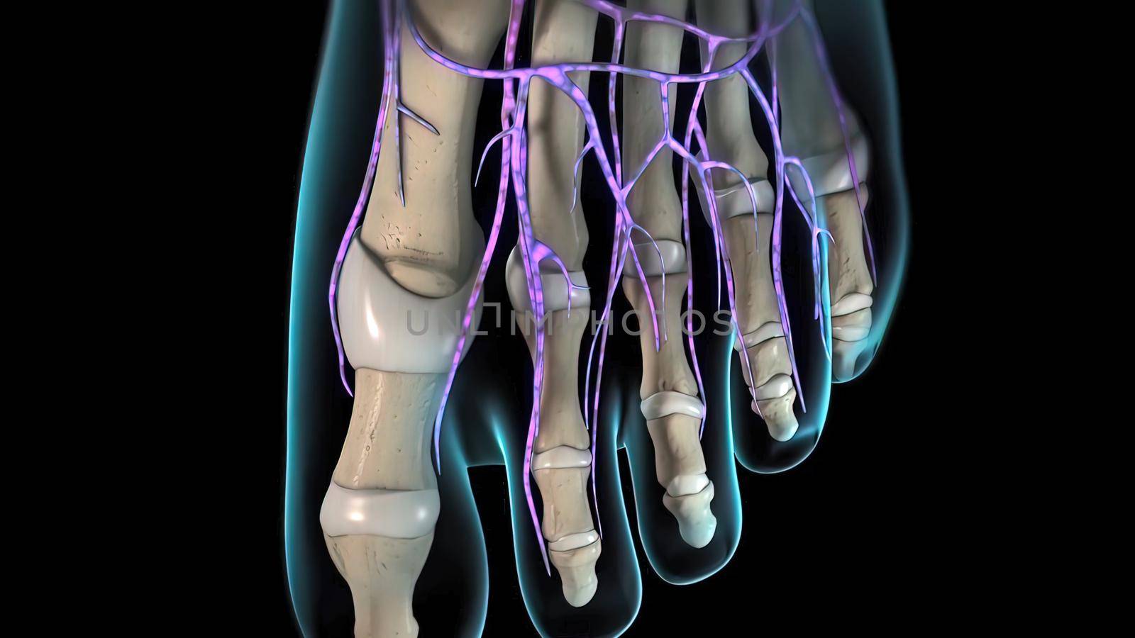 Nerve endings in the toes 3d illustration