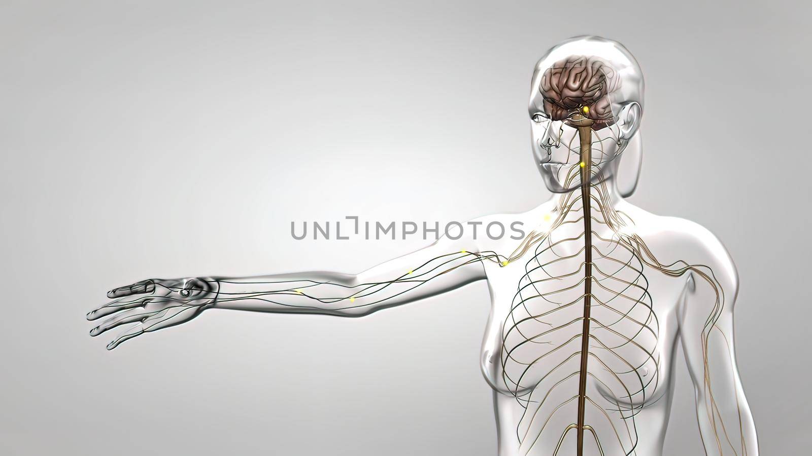 Human nervous system, system that conducts stimuli from sensory receptors to the brain and spinal cord and conducts impulses back to other parts of the body. 3d illustration