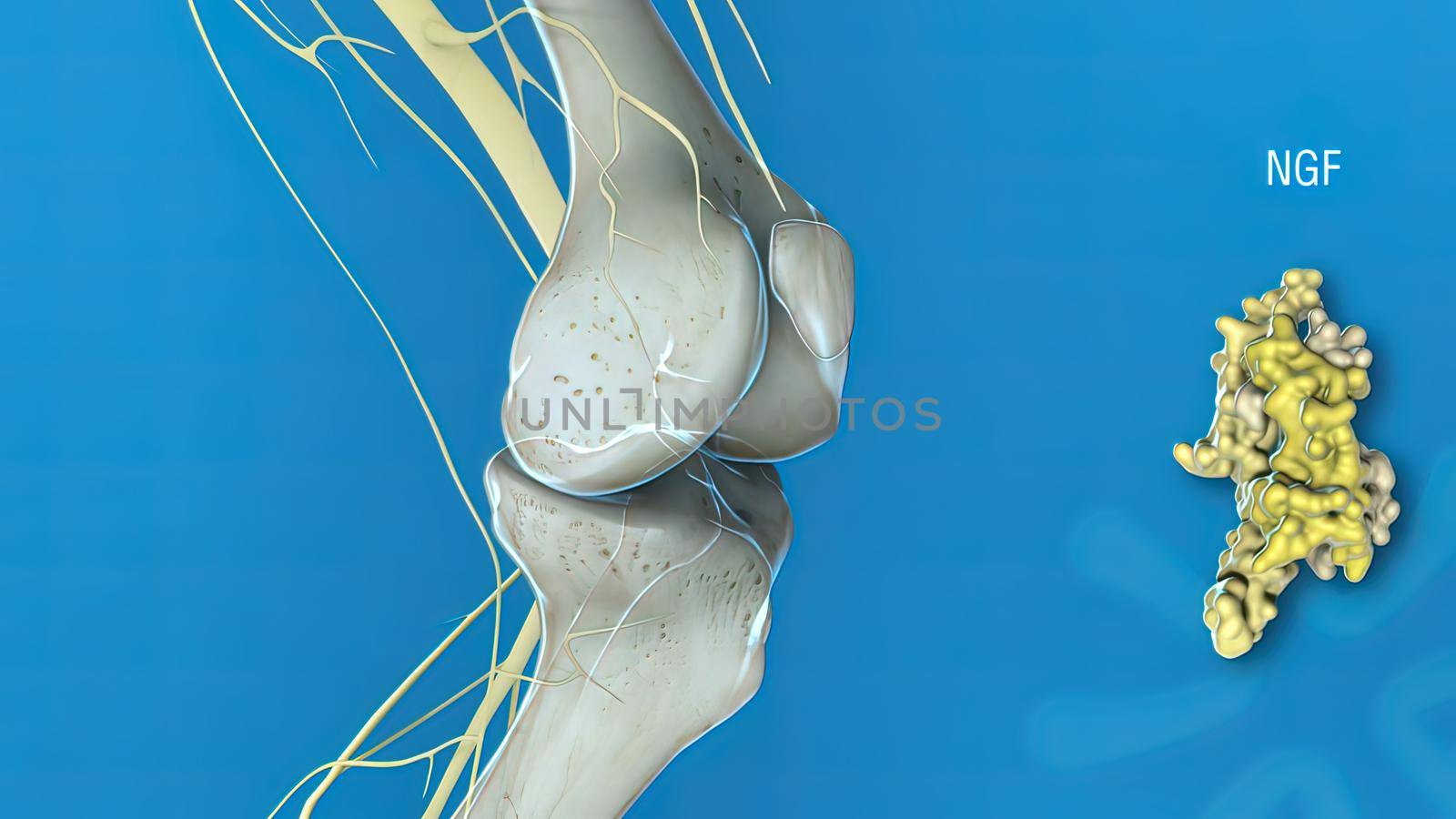 Ngf - Nerve Growth Factor 3d medical 3d illustration