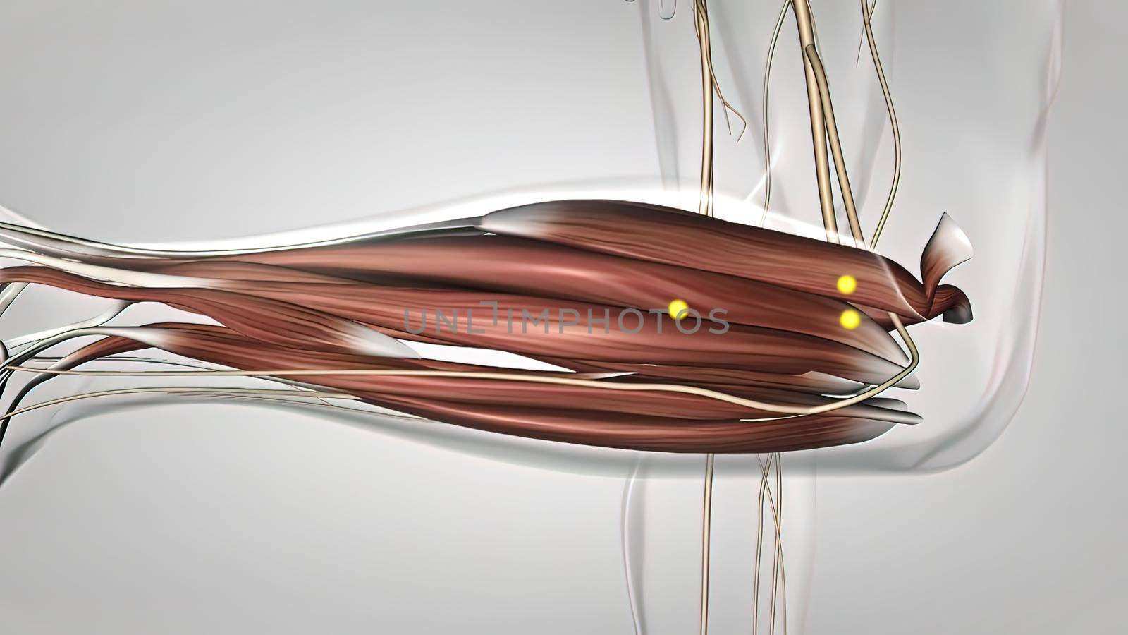 Human nervous system, system that conducts stimuli from sensory receptors to the brain and spinal cord and conducts impulses back to other parts of the body. 3d illustration