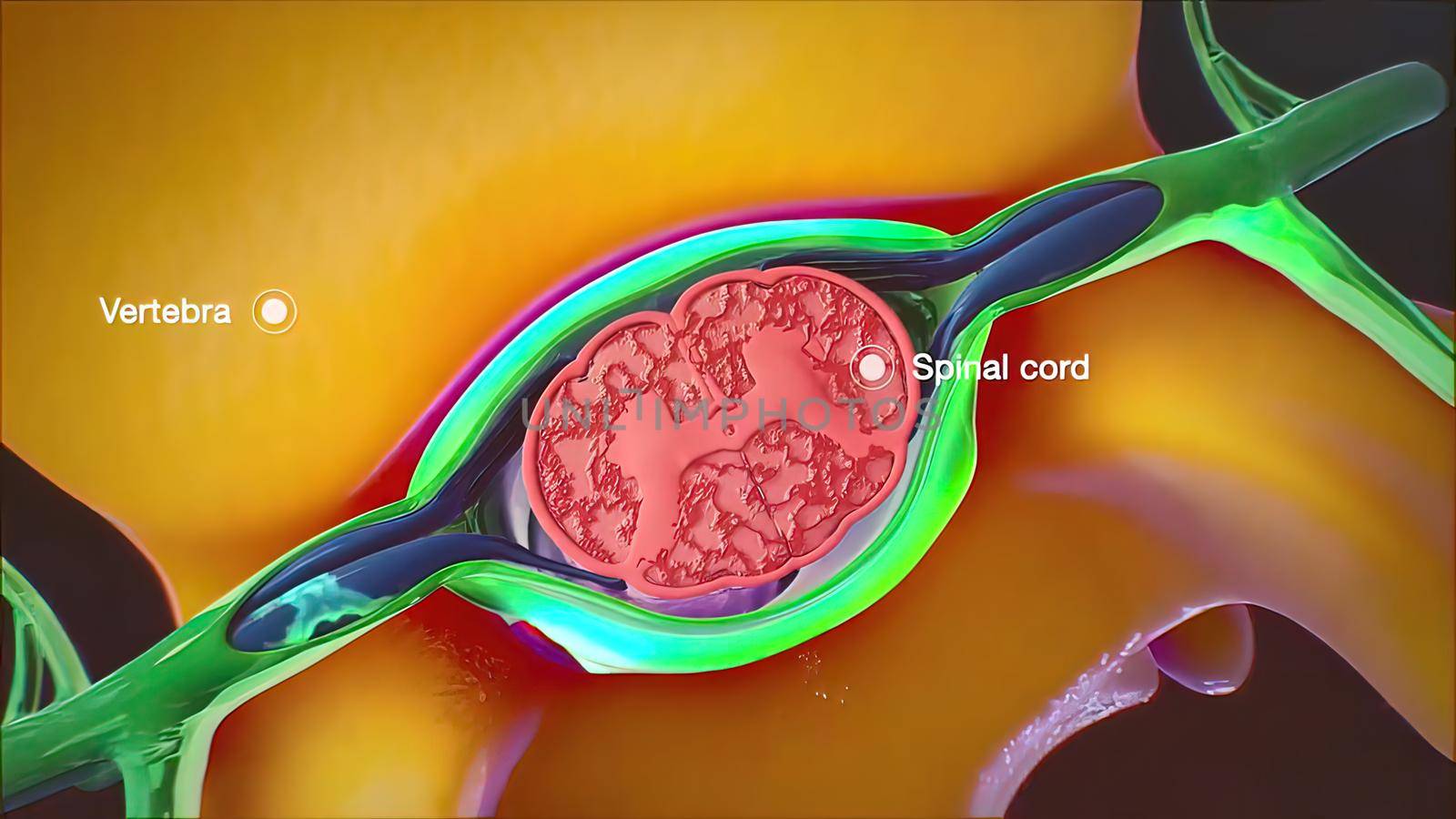 nerve within the spinal cord 3d illustration