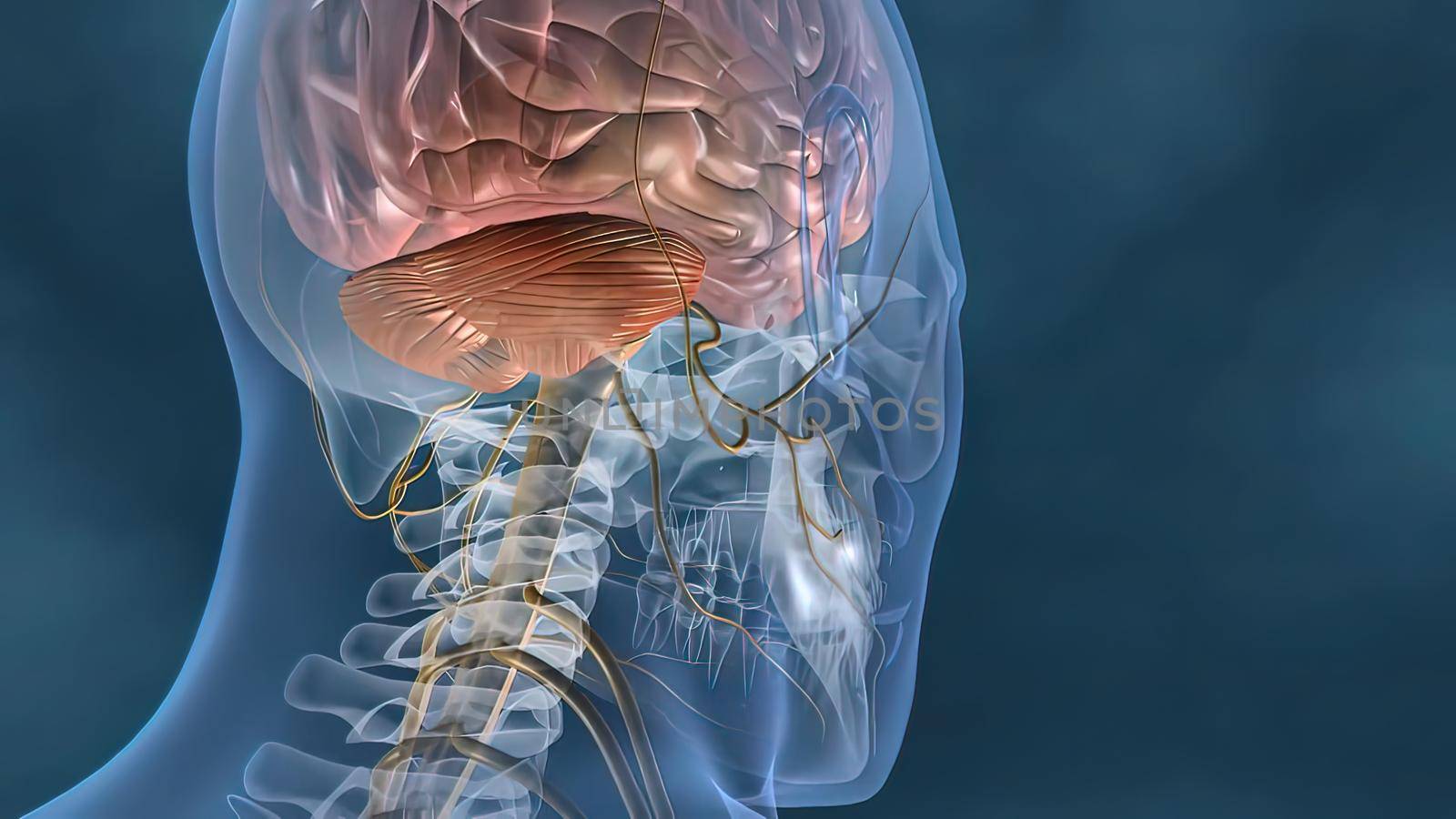 Human nervous system, system that conducts stimuli from sensory receptors to the brain and spinal cord and conducts impulses back to other parts of the body. 3d illustration