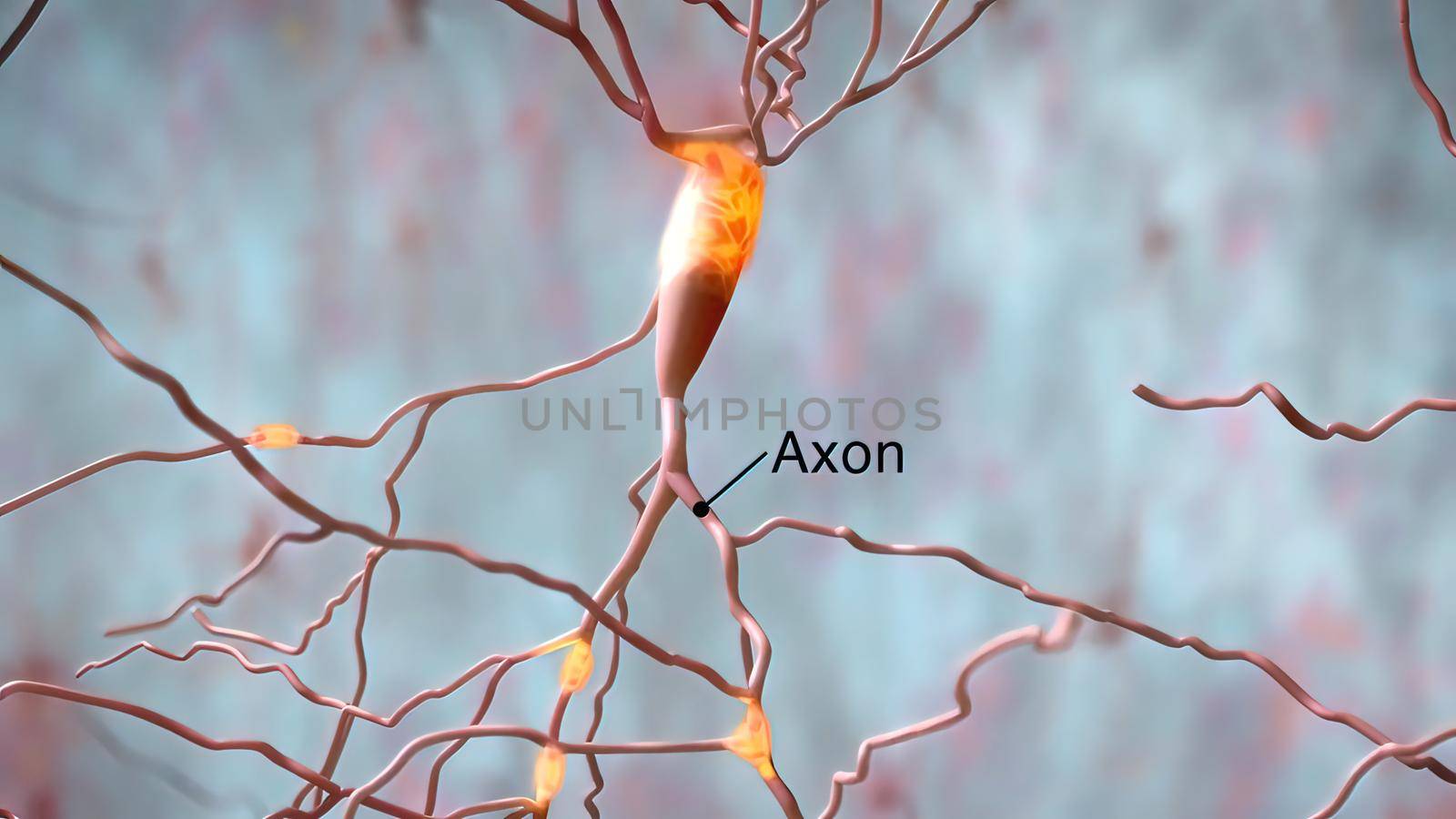 The human brain Neuron Neurons in action. electrical impulses between neuronal connections 3d illustration