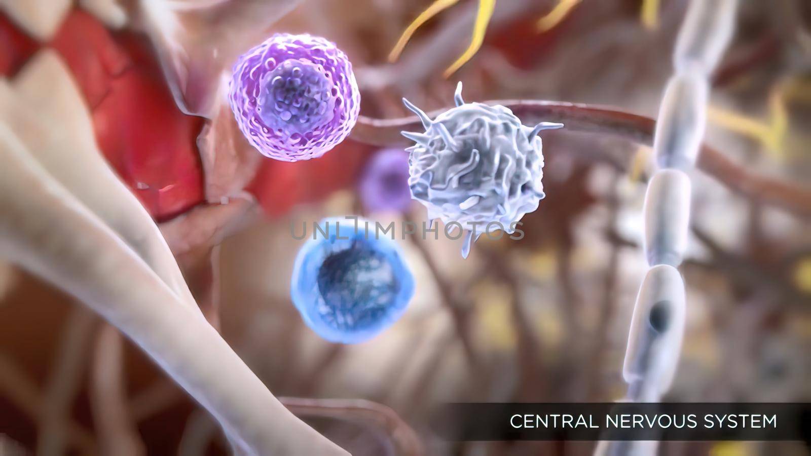 blood- brain barrier and central nervous system 3d illustration