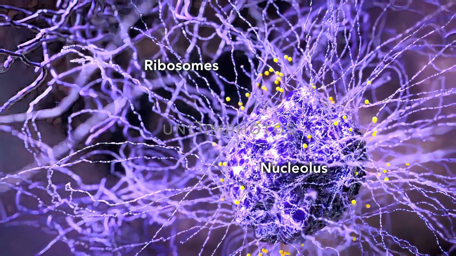 Nucleus and ribosomes working together in the process of protein synthesis by creativepic