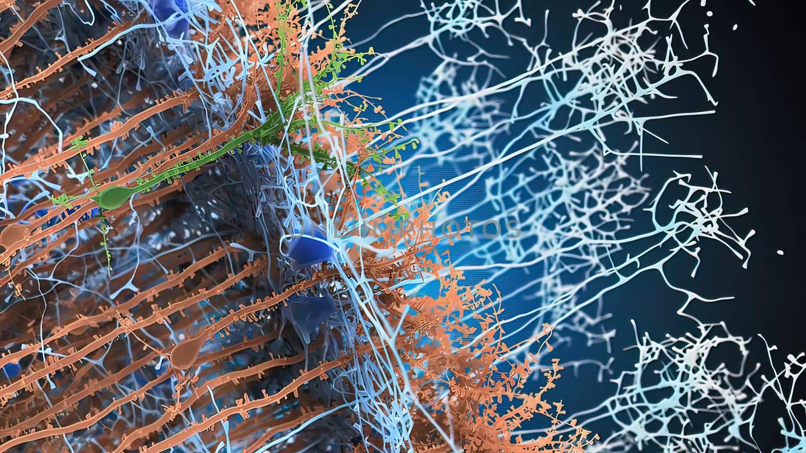 The nervous system is a complex collection of nerves and specialized cells known as neurons that transmit signals between different parts of the body. 3d illustration