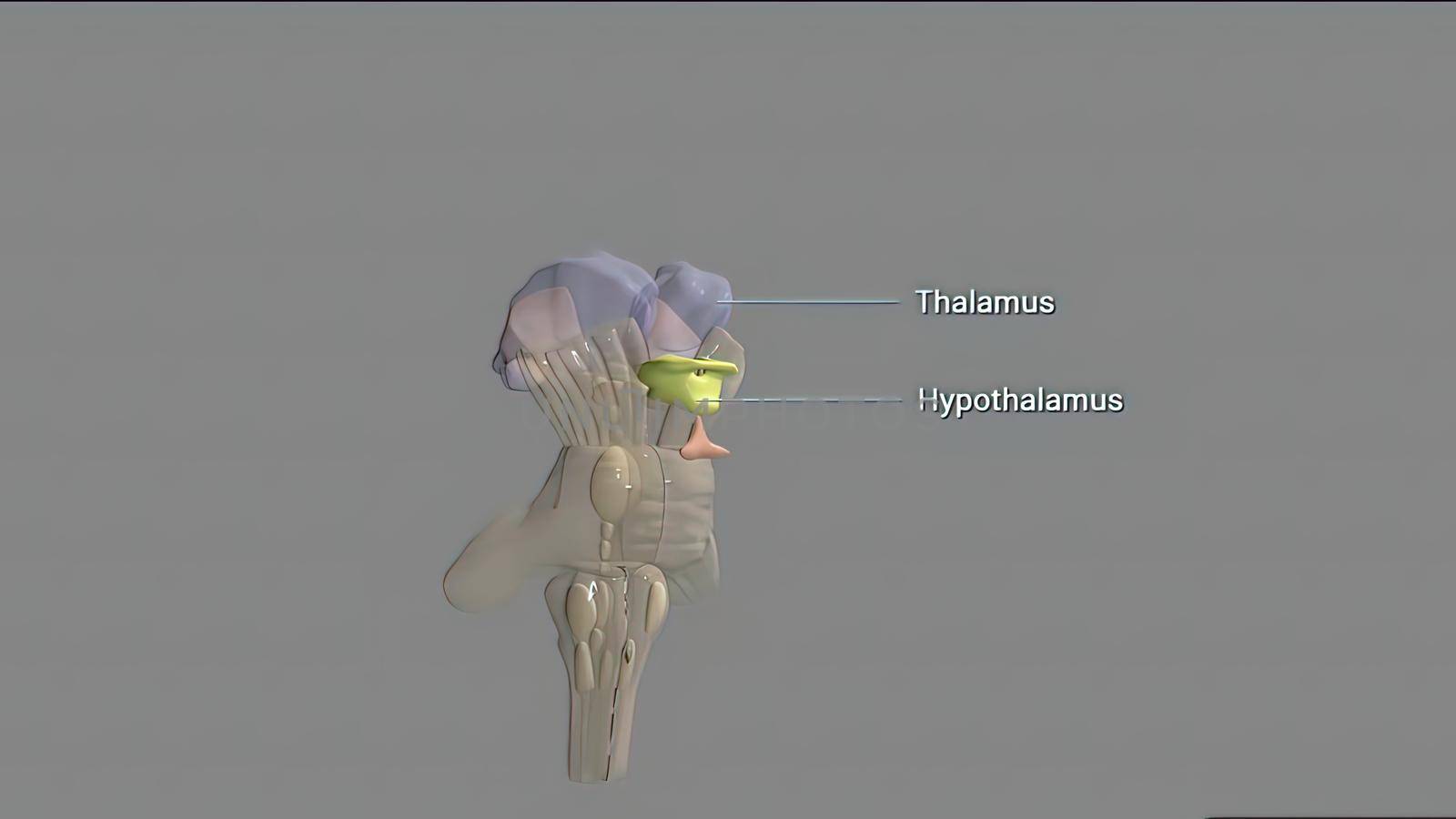 The midbrain or mesencephalon is the forward-most portion of the brainstem 3d illustration