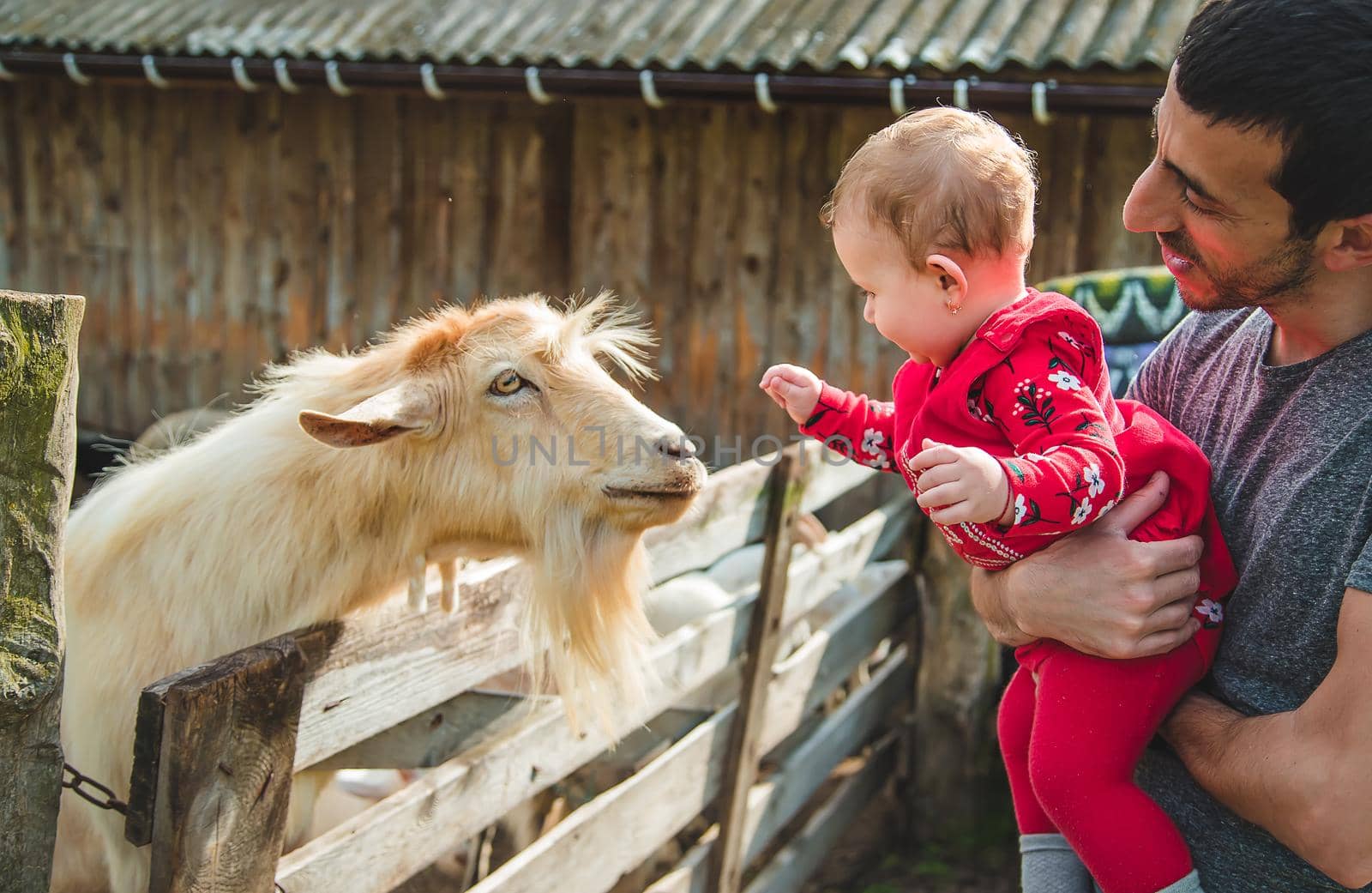 Baby petting a goat on the farm. Selective focus. Nature.