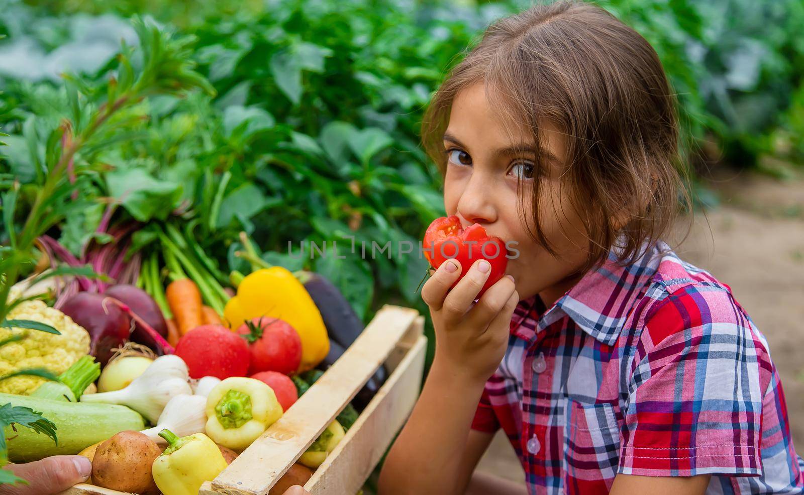 The child holds vegetables in his hands in the garden. Selective focus. Nature.