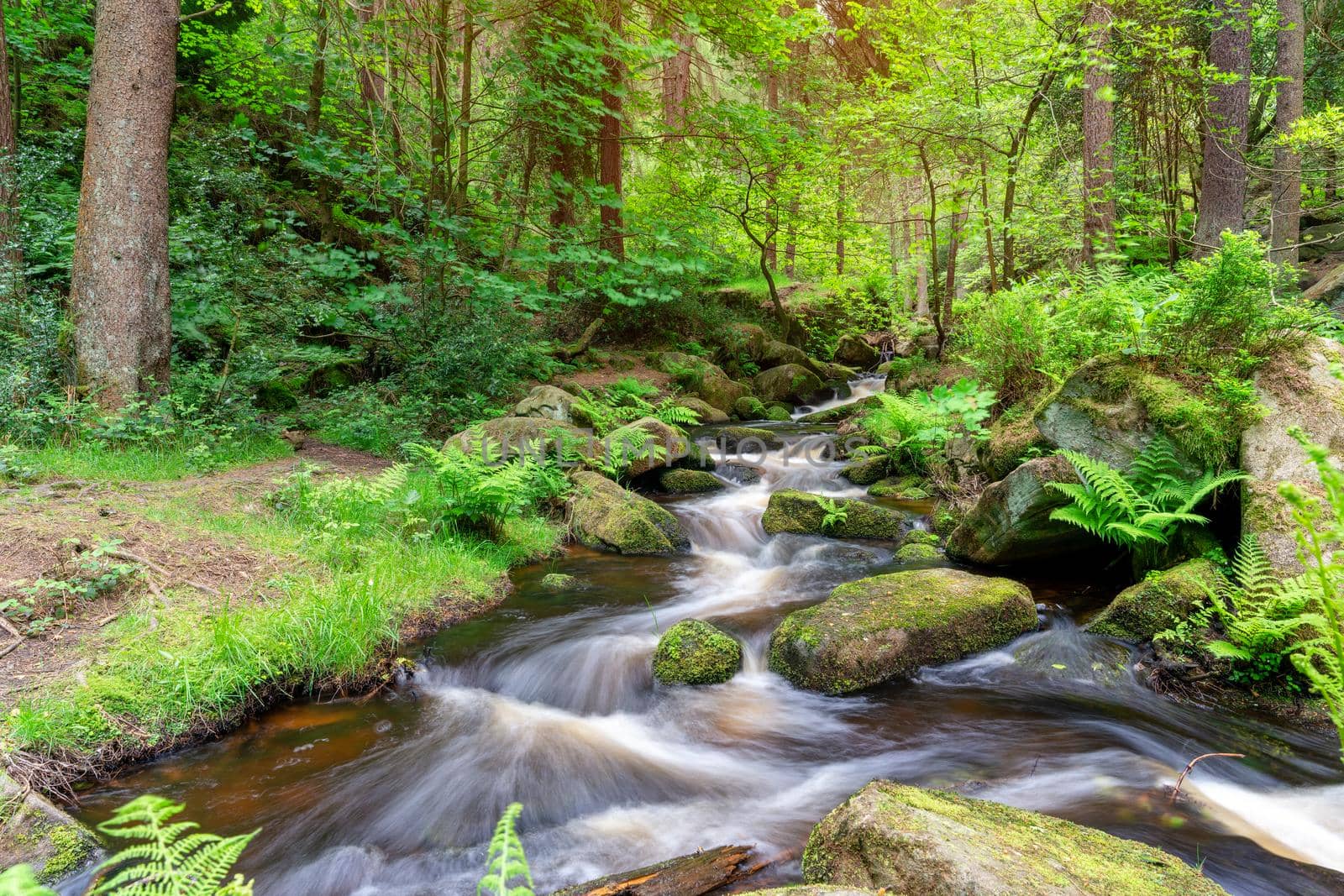 Stream in the forest. England landscape in the national park Peak District on a sunny day in Summer by Iryna_Melnyk