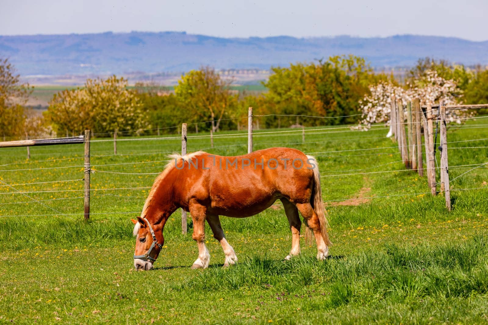 A brown horse with a white mane eats grass on an idyllic pasture in Rhineland-Palatinate