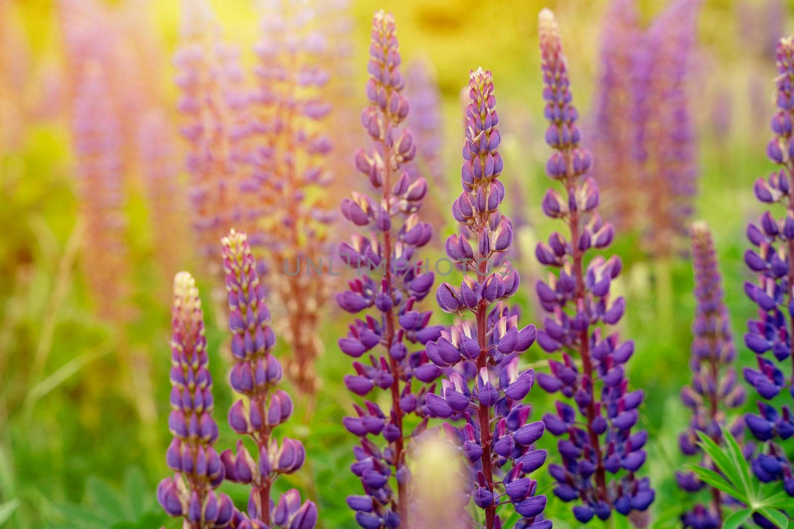 lupine flowers on meadow at sunset on a warm summer day Summer flowers. Summertime Space for text High quality photo