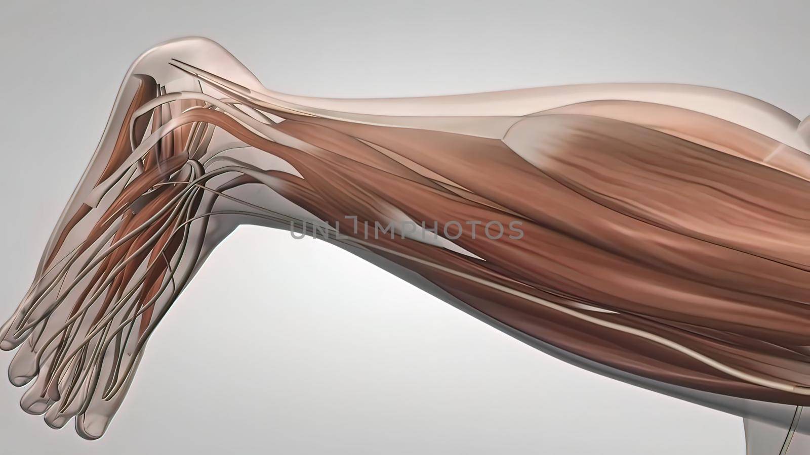 The Human nervous system 3d medical by creativepic