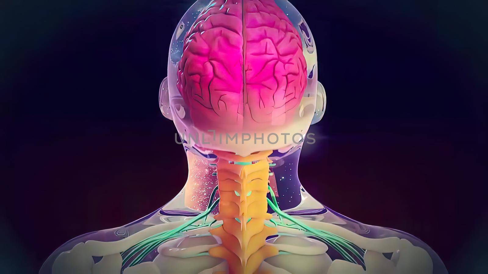 nerve within the spinal cord 3d illustration