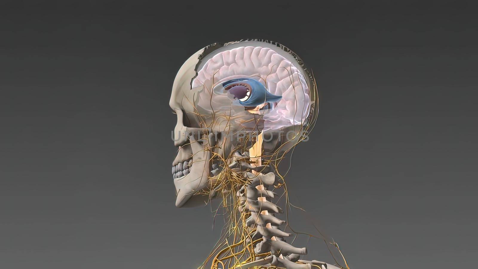 The Human nervous system 3d medical by creativepic