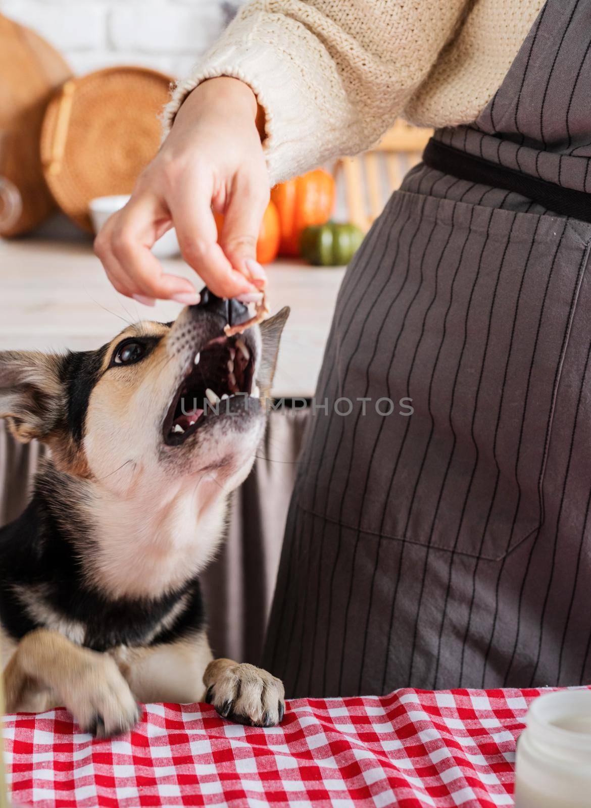 Happy Thanksgiving Day. Autumn feast. Animal allergy. Woman celebrating holiday cooking traditional dinner at kitchen with turkey, giving her dog a piece to try