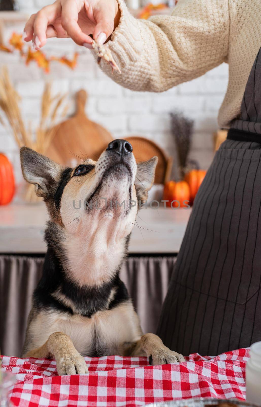 Happy Thanksgiving Day. Autumn feast. Animal allergy. Woman celebrating holiday cooking traditional dinner at kitchen with turkey, giving her dog a piece to try