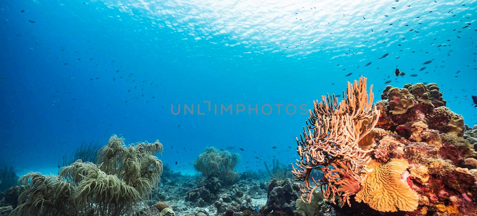 Underwater photoshoot by TravelSync27