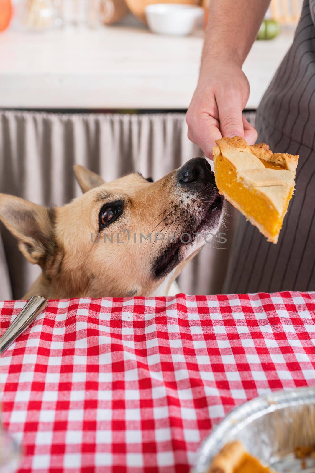 Happy Thanksgiving Day. Autumn feast. Animal allergy.man preparing thanksgiving dinner at home kitchen, giving a dog a piece of pumpkin pie to try