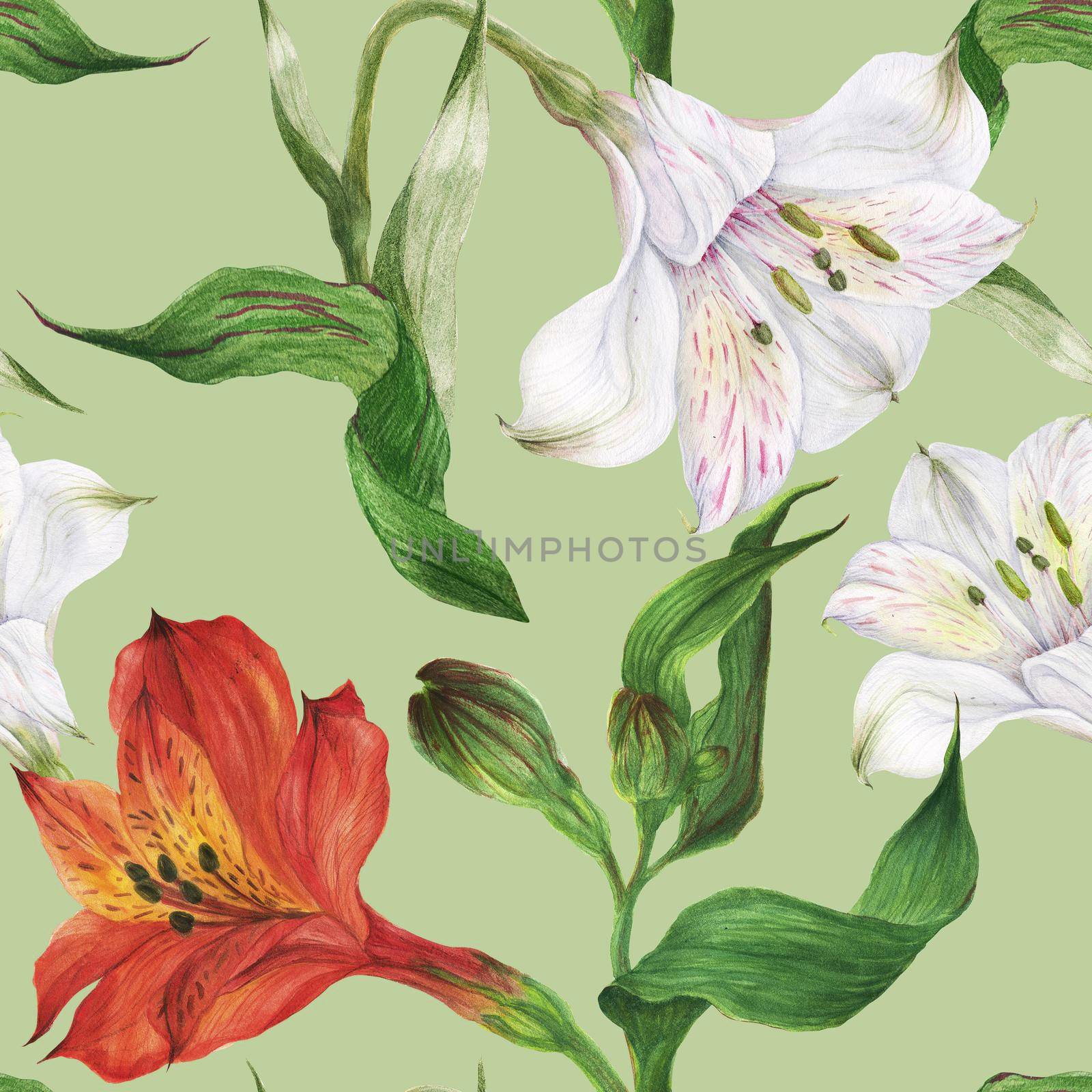 Floral watercolor seamless pattern with red and white alstroemeria on a green by Xeniasnowstorm