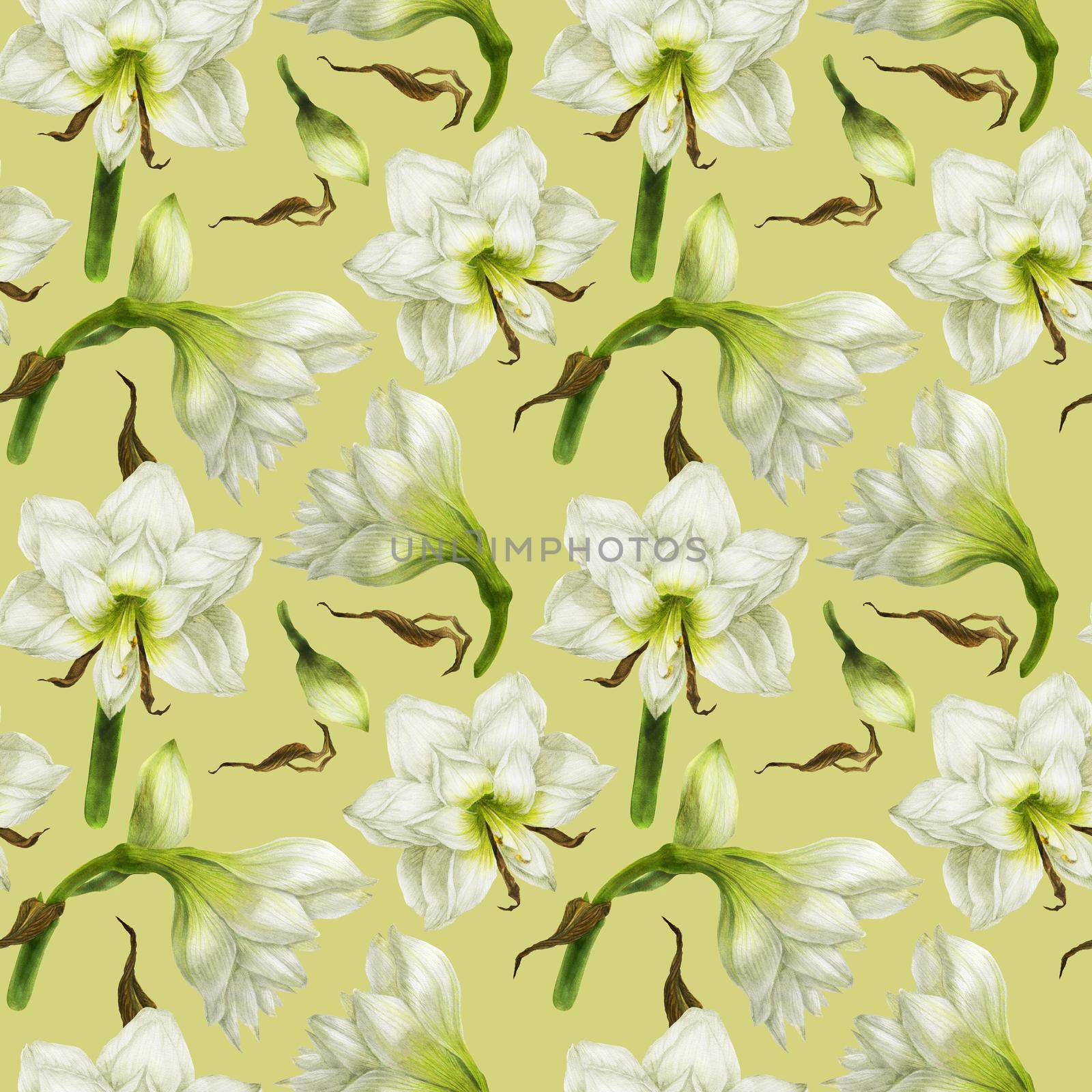 White Hippeastrum watercolor seamless pattern on a light green background with clipping path