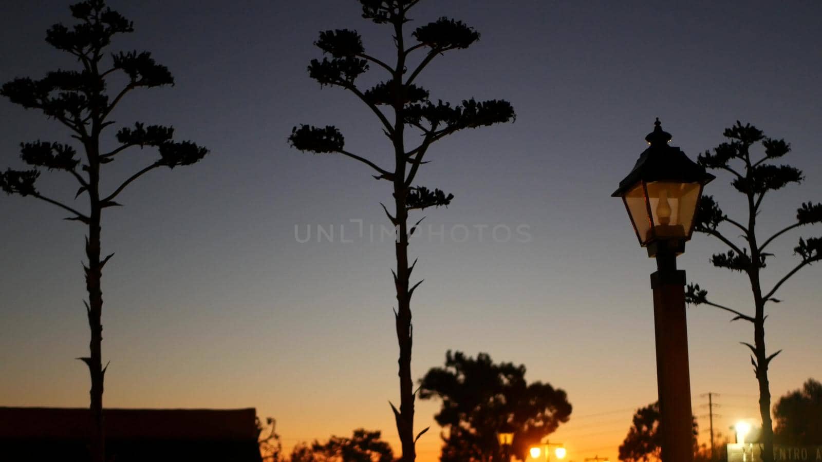 Agave cactus flower, wild west lantern at sunset dusk, western California, USA. by DogoraSun