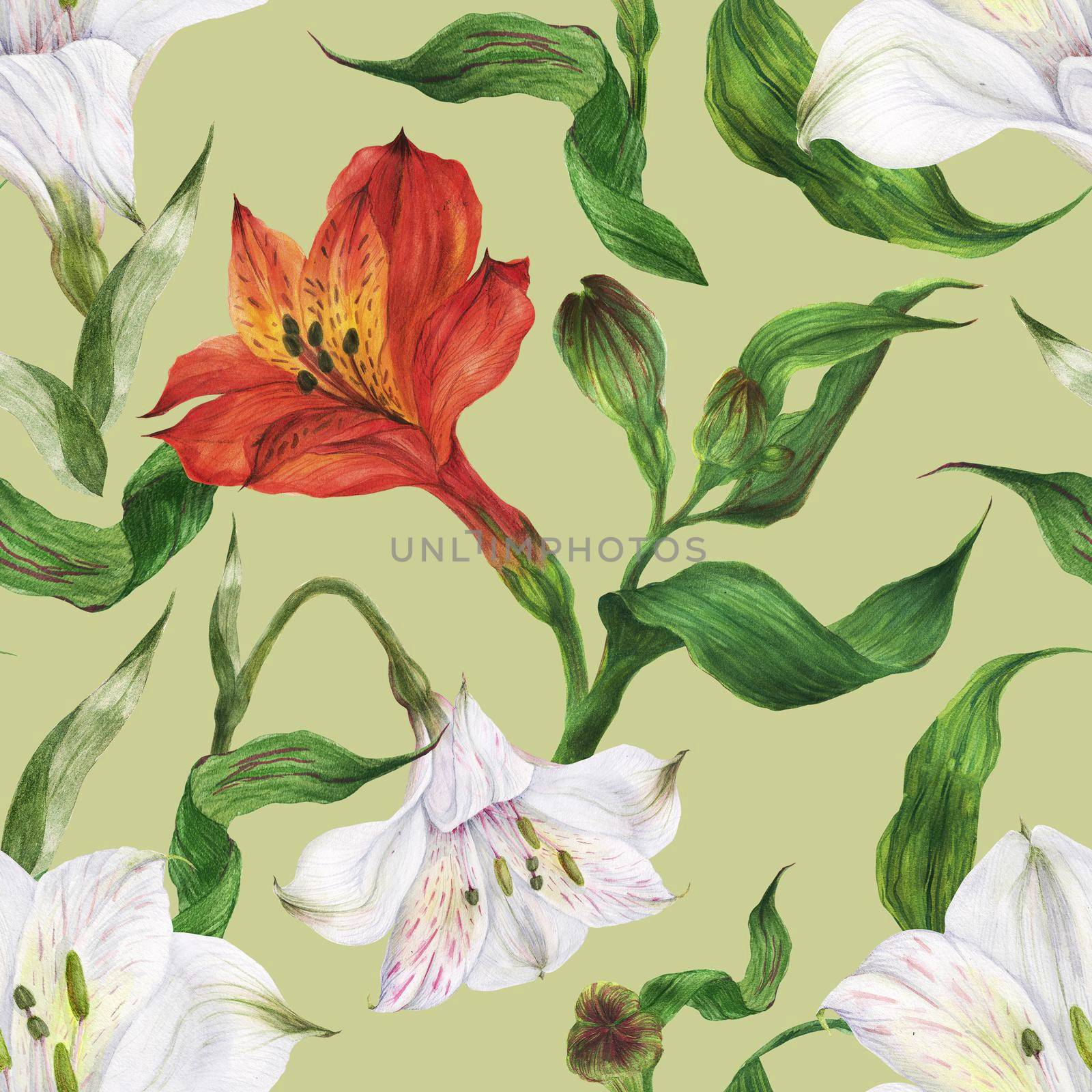 Tropical seamless pattern with red and white alstroemeria flowers on a green background, botanical watercolor with clipping path