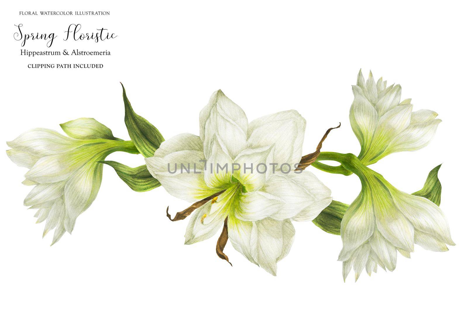 Wedding garland vignette with white hippeastrum flowers, realistic watercolor illustration with clipping path