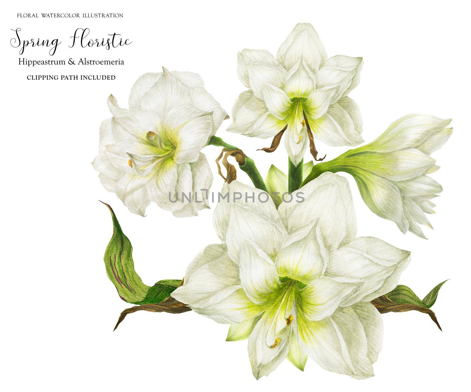 White corsage bouquet with hippeastrum, realistic watercolor illustration with clipping path