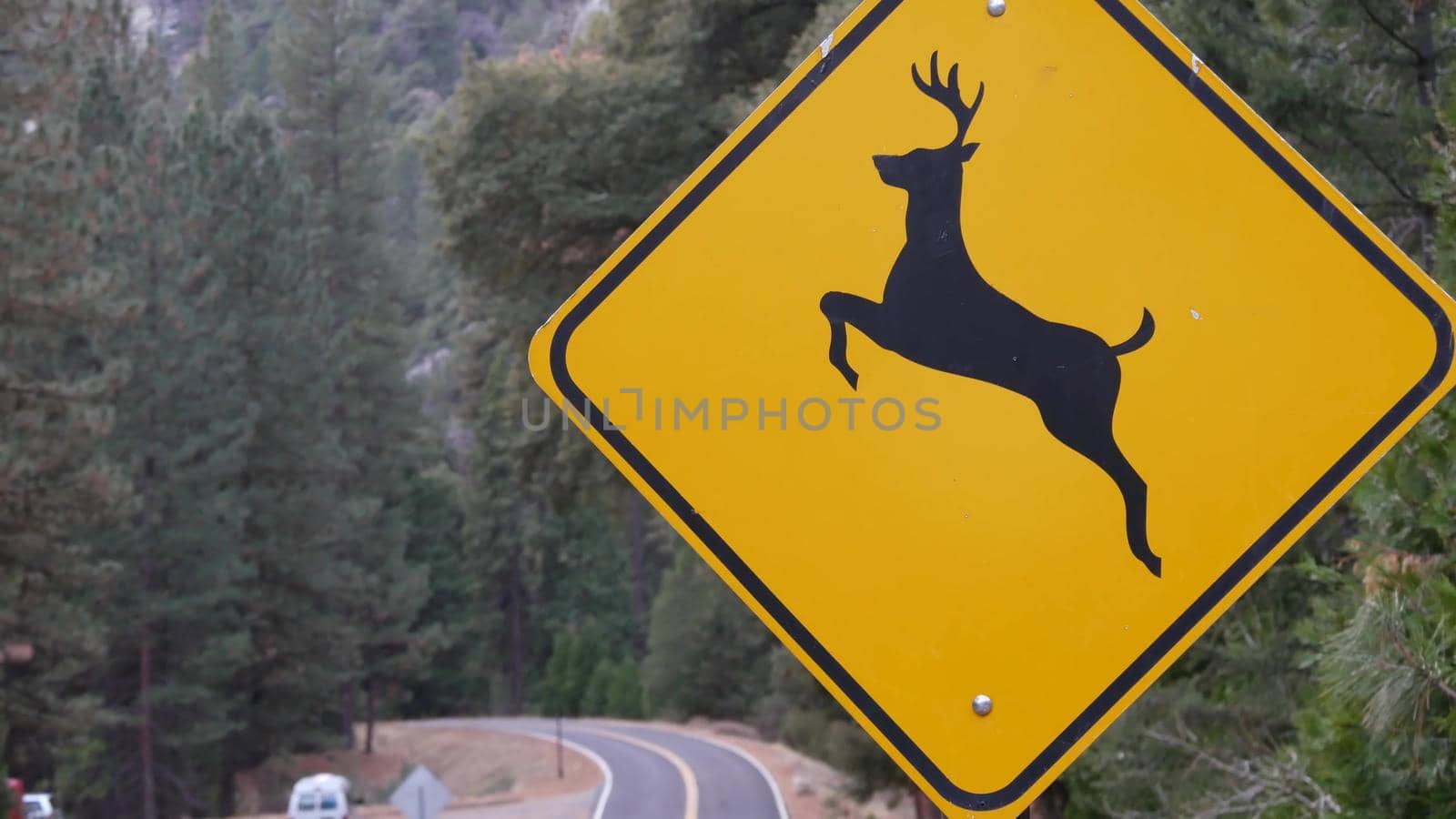 Deer crossing warning yellow sign, California USA. Wild animals xing traffic signage for safety driving on road. Wildlife fauna protection from cars in Yosemite national park forest. Road trip concept