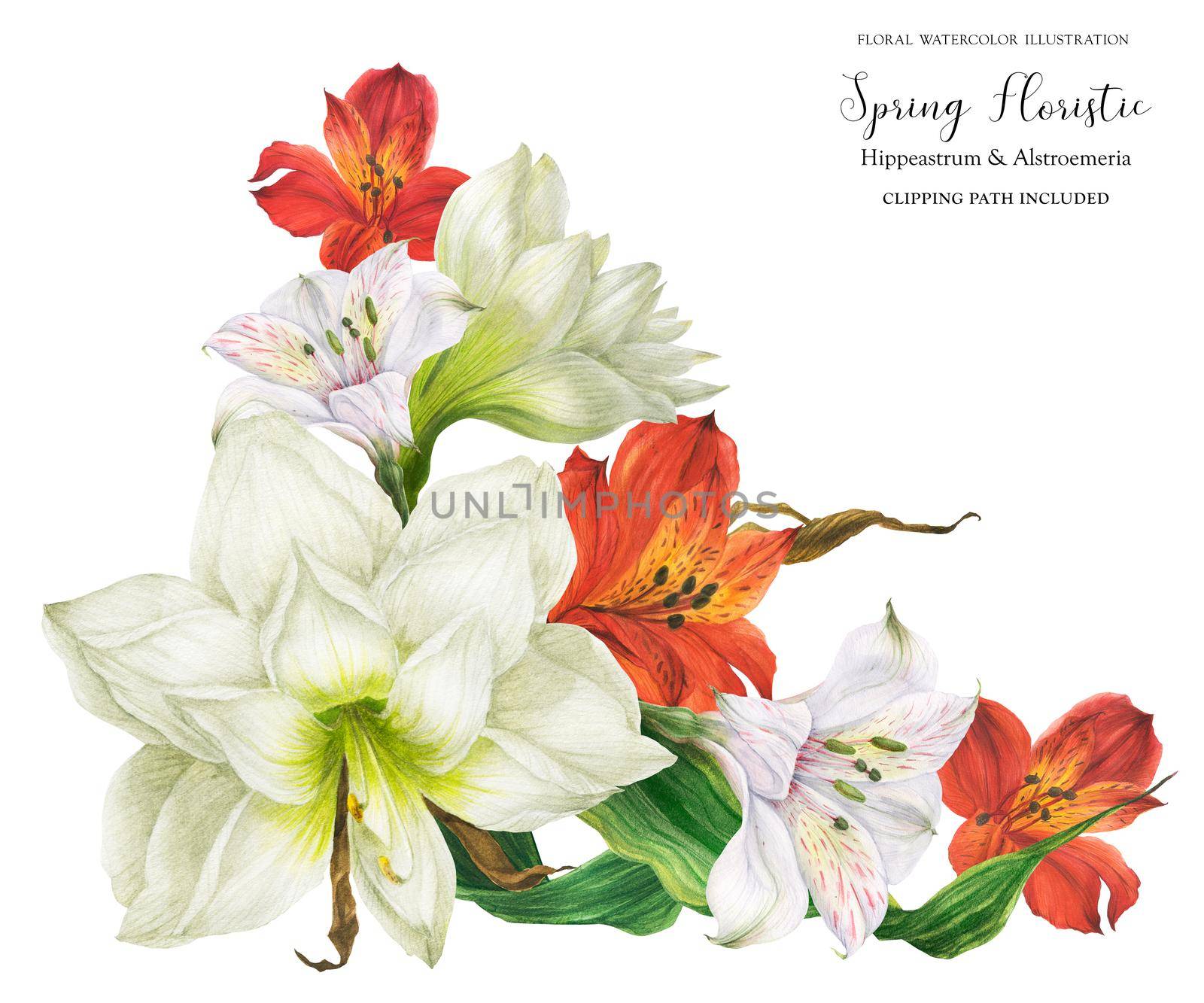 Bridal corsage bouquet with red and white lily flowers, realistic watercolor illustration with clipping path